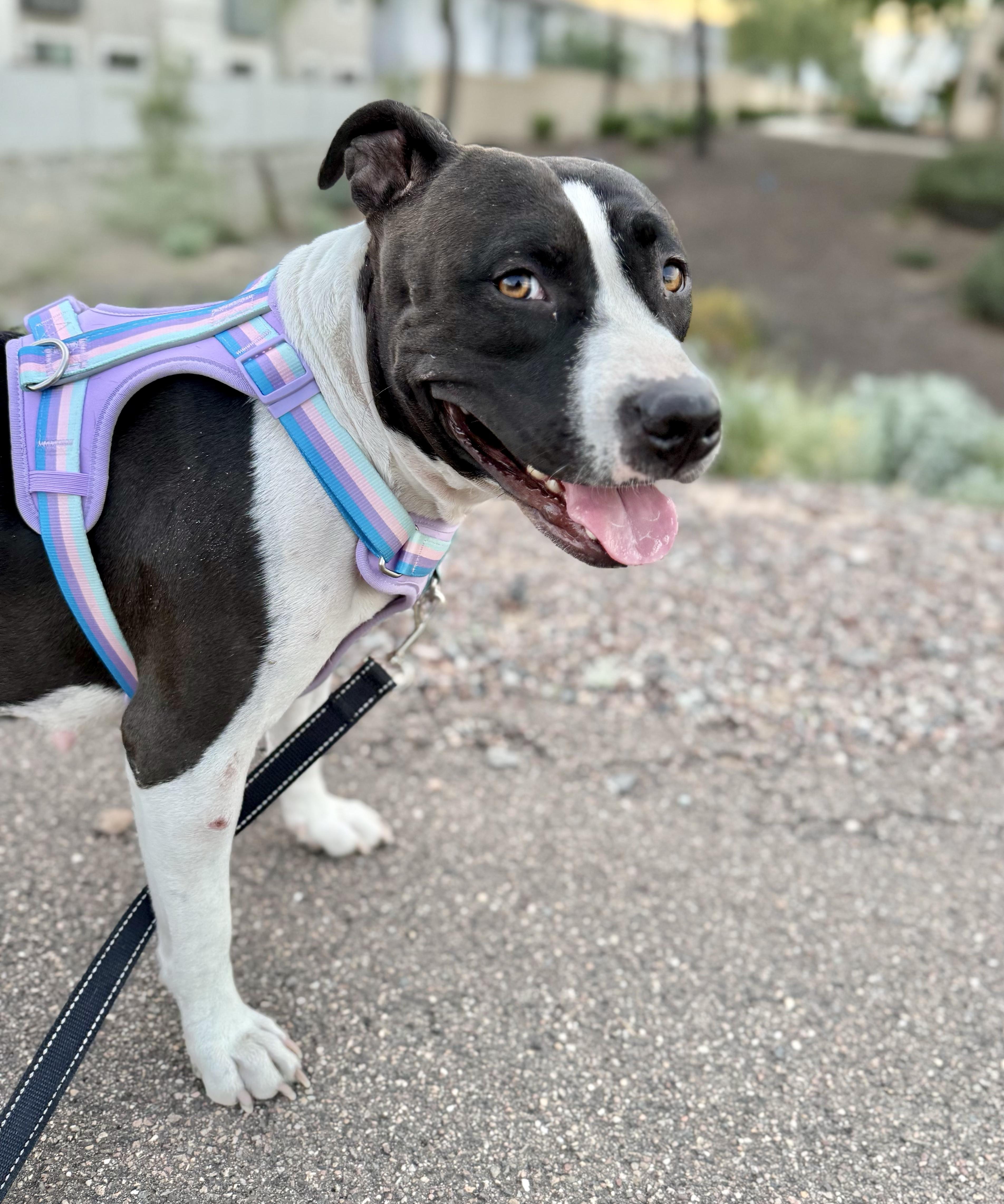 Enlarge Lucy, a ADOPTABLE mixed breed in Scottsdale, AZ image 2/6