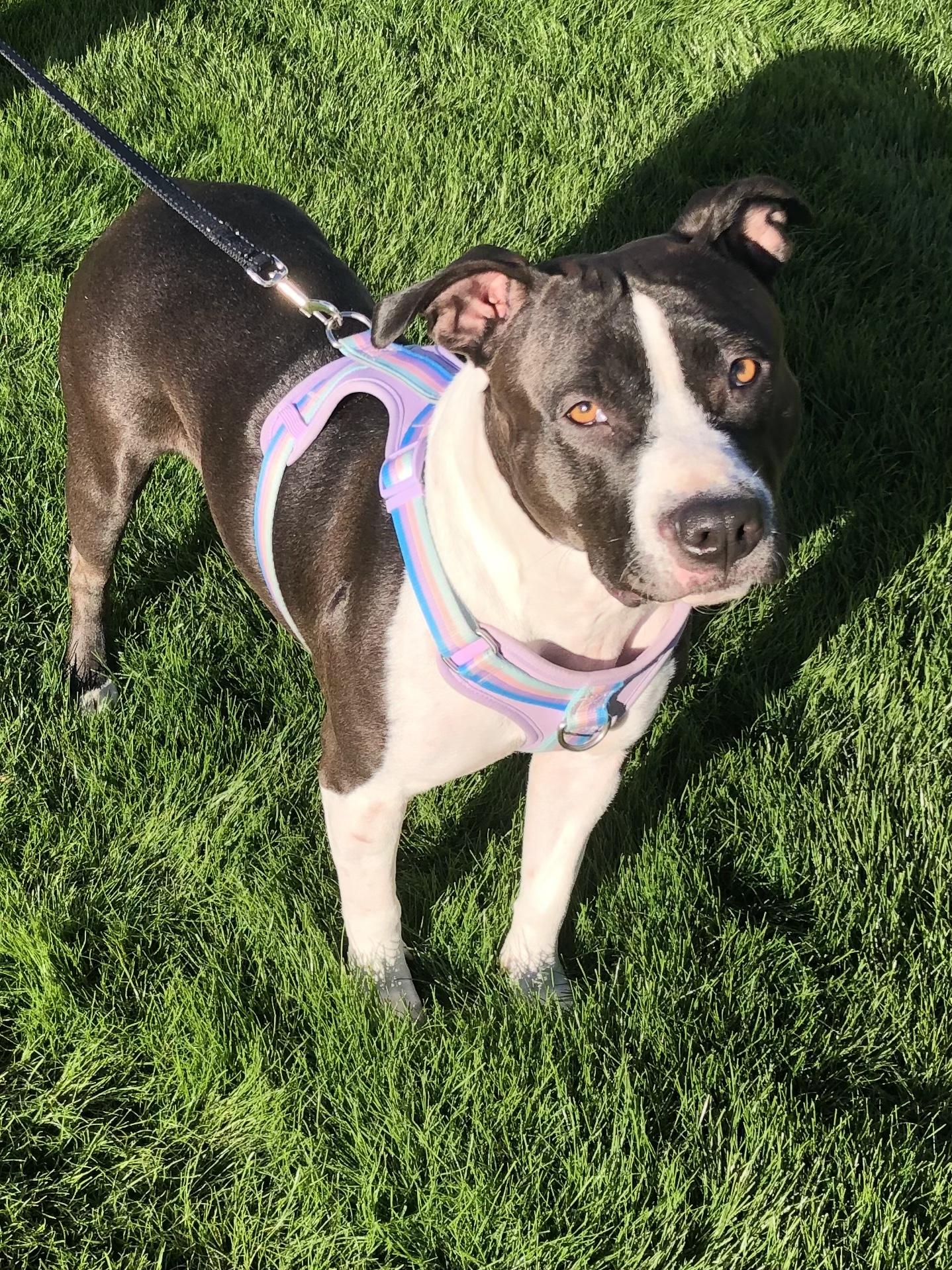 Enlarge Lucy, a ADOPTABLE mixed breed in Scottsdale, AZ image 4/6