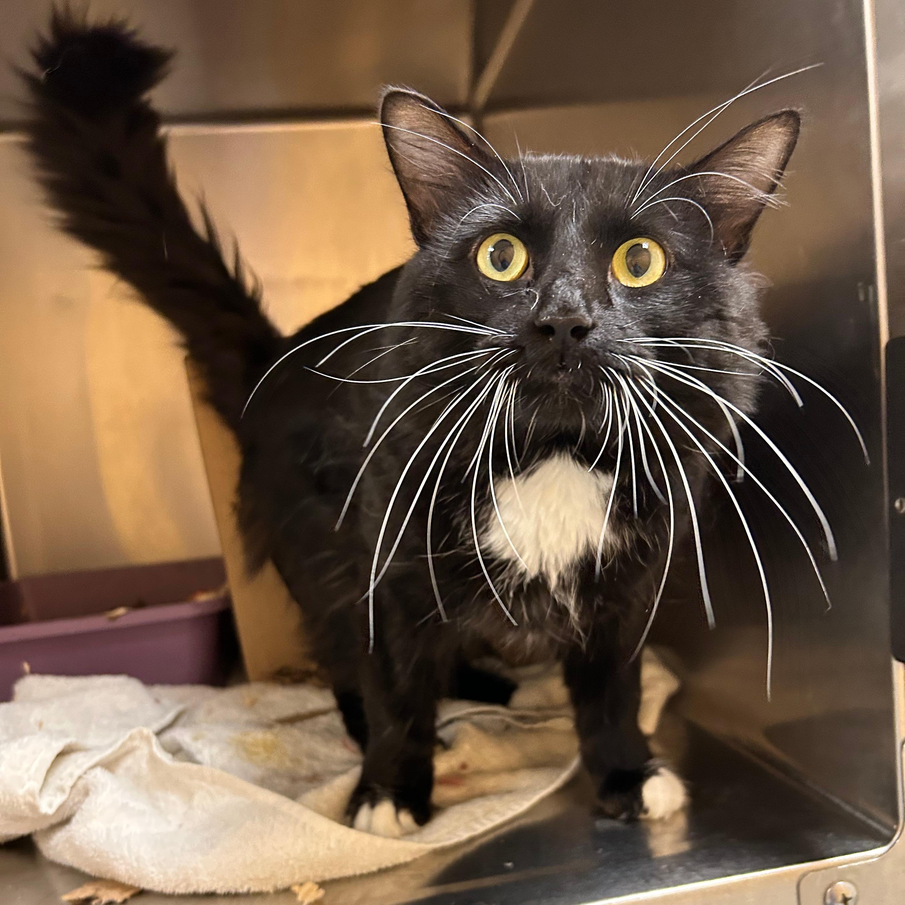 Qui-Gon, Adoptable, Young Male Domestic Short Hair.