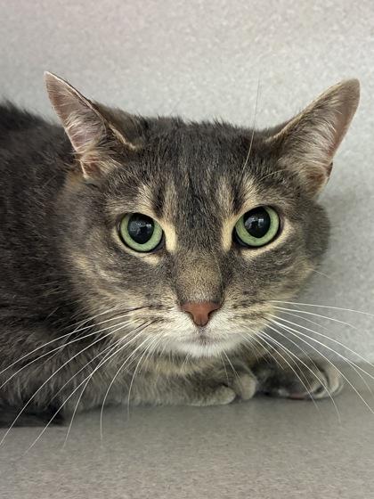 Scup, Adoptable, Senior Male Domestic Short Hair & Domestic Short Hair.