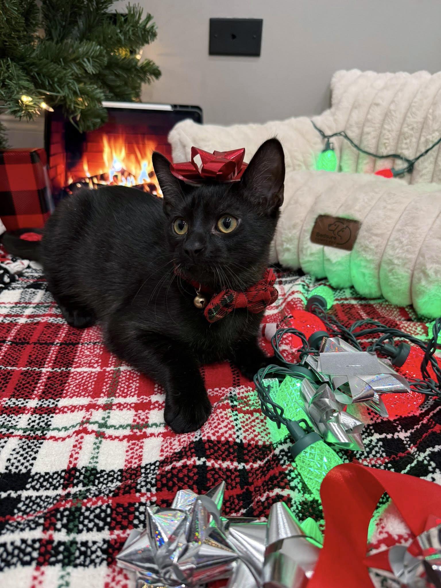 Enlarge Jett, a ADOPTABLE Domestic Short Hair in Crystal Lake, IL image 2/2