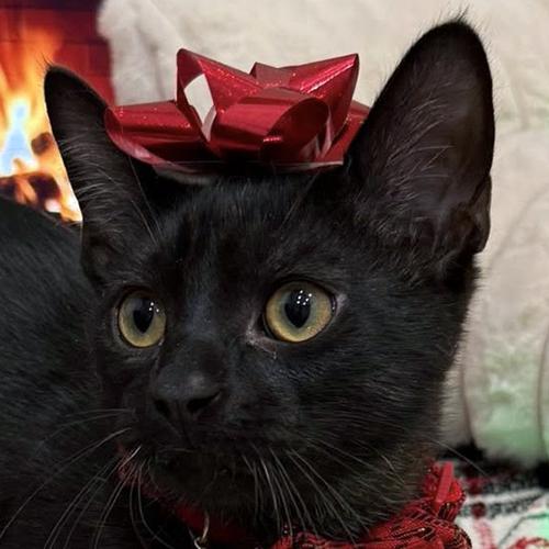 Enlarge Jett, a ADOPTABLE Domestic Short Hair in Crystal Lake, IL image 1/2