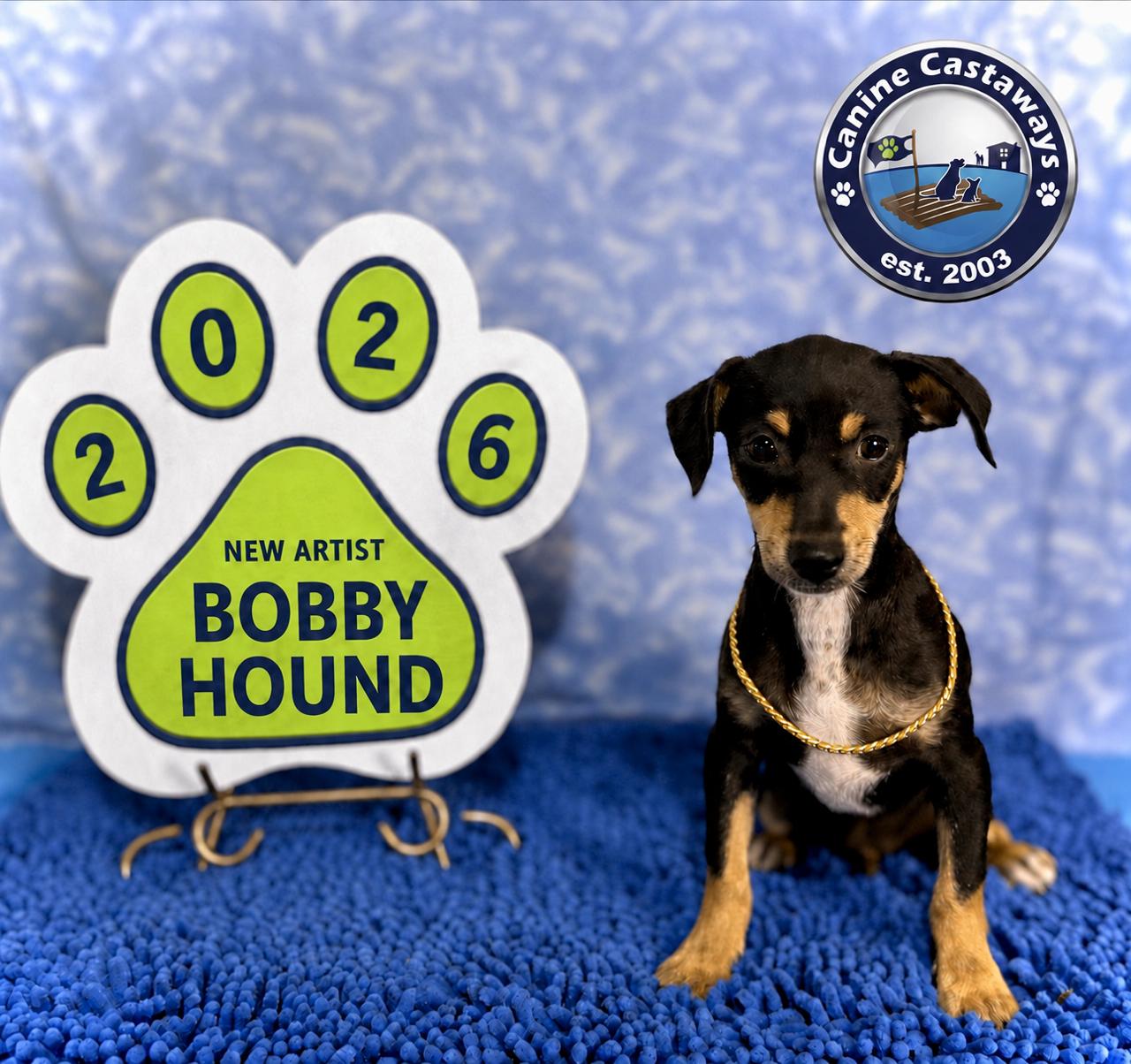 Enlarge Bobby, a Adoptable mixed breed in Arcadia, FL image 4/5