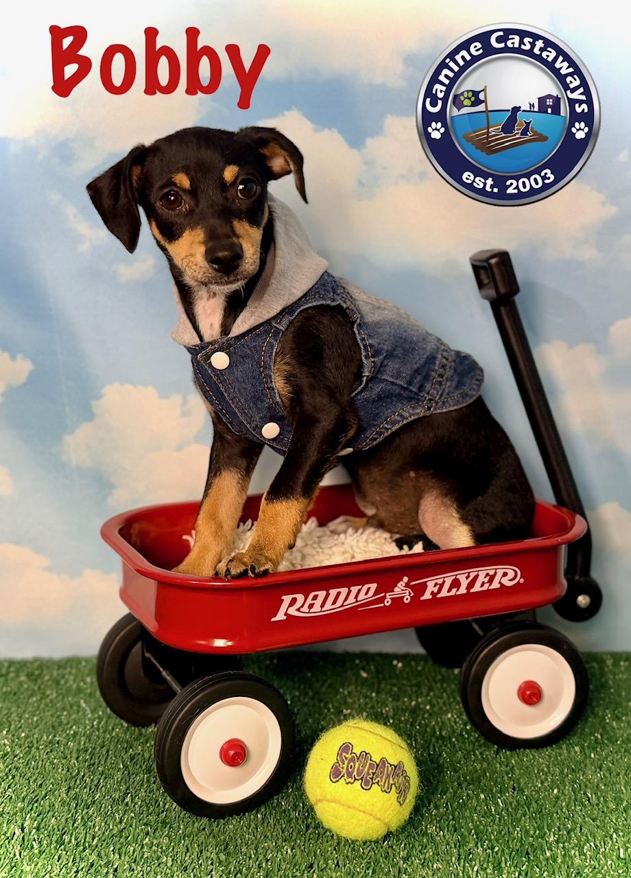 Bobby, Adoptable, Puppy Male Rat Terrier.