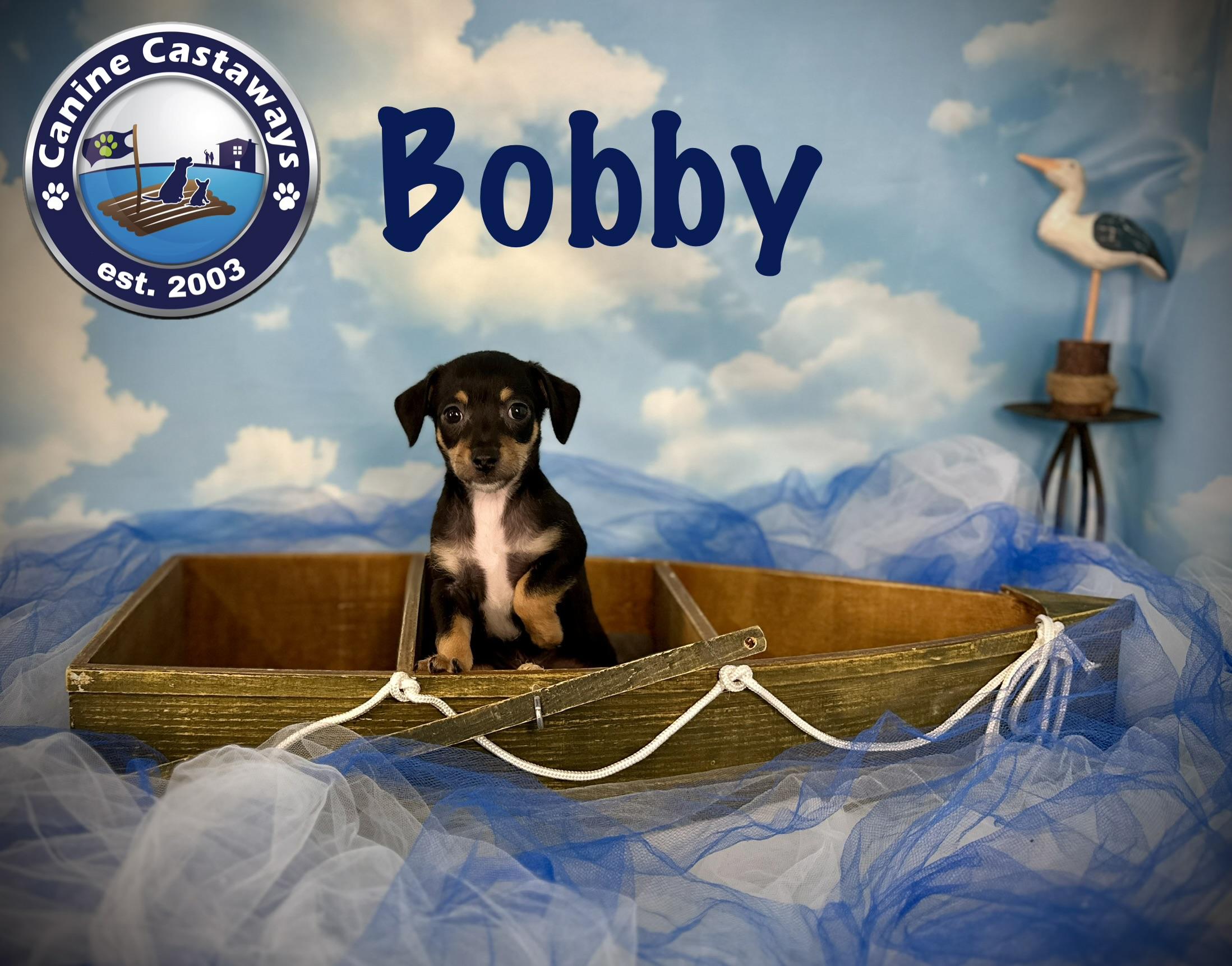 Bobby, a Adoptable mixed breed in Arcadia, FL image 3/5