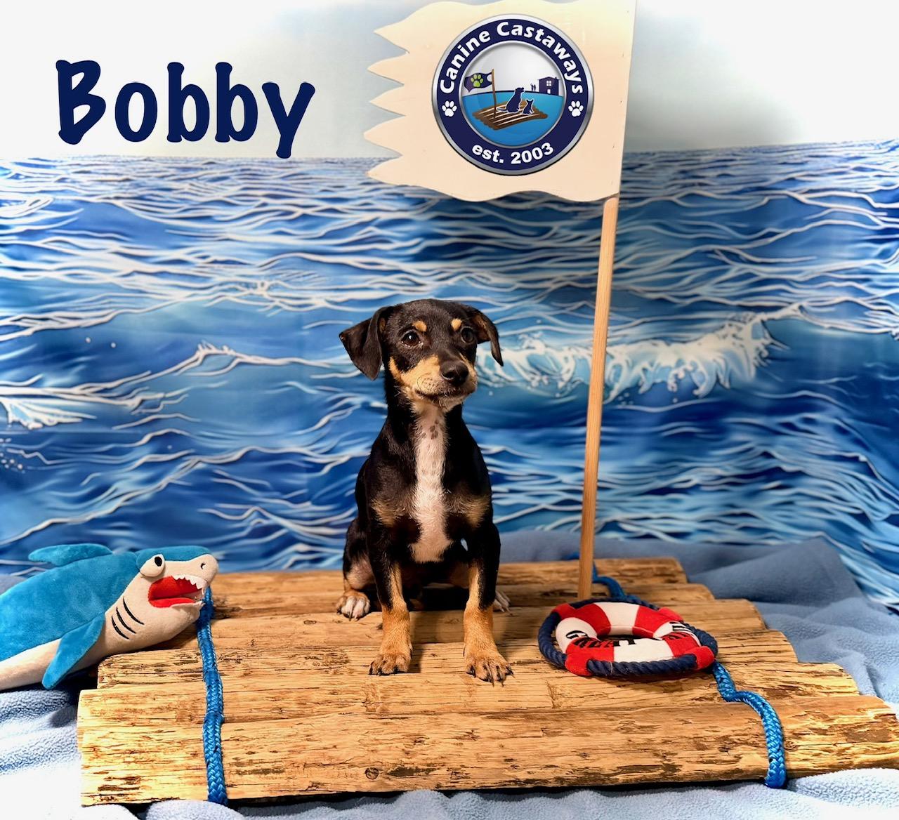 Enlarge Bobby, a Adoptable mixed breed in Arcadia, FL image 3/5