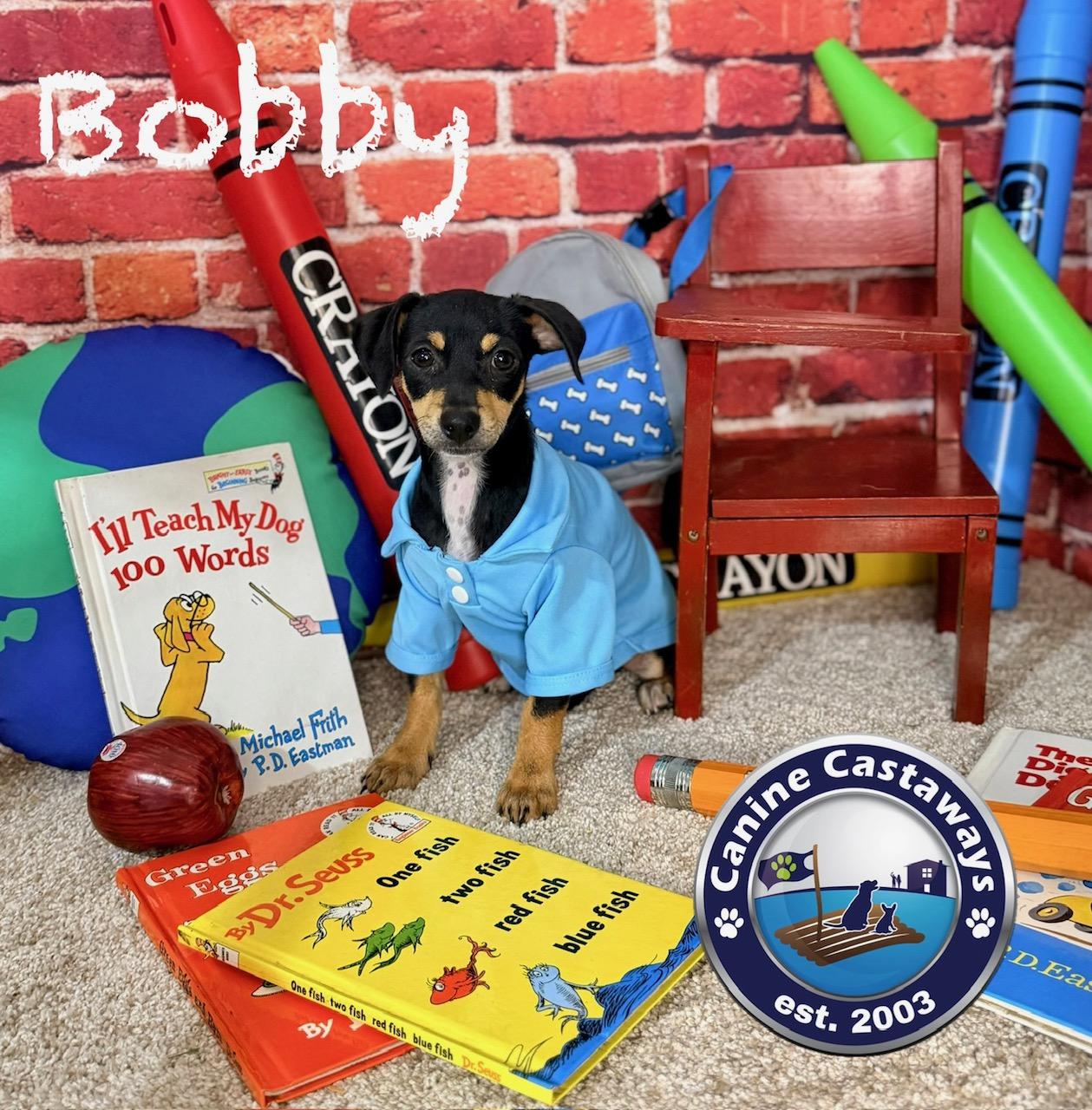 Enlarge Bobby, a Adoptable mixed breed in Arcadia, FL image 2/5