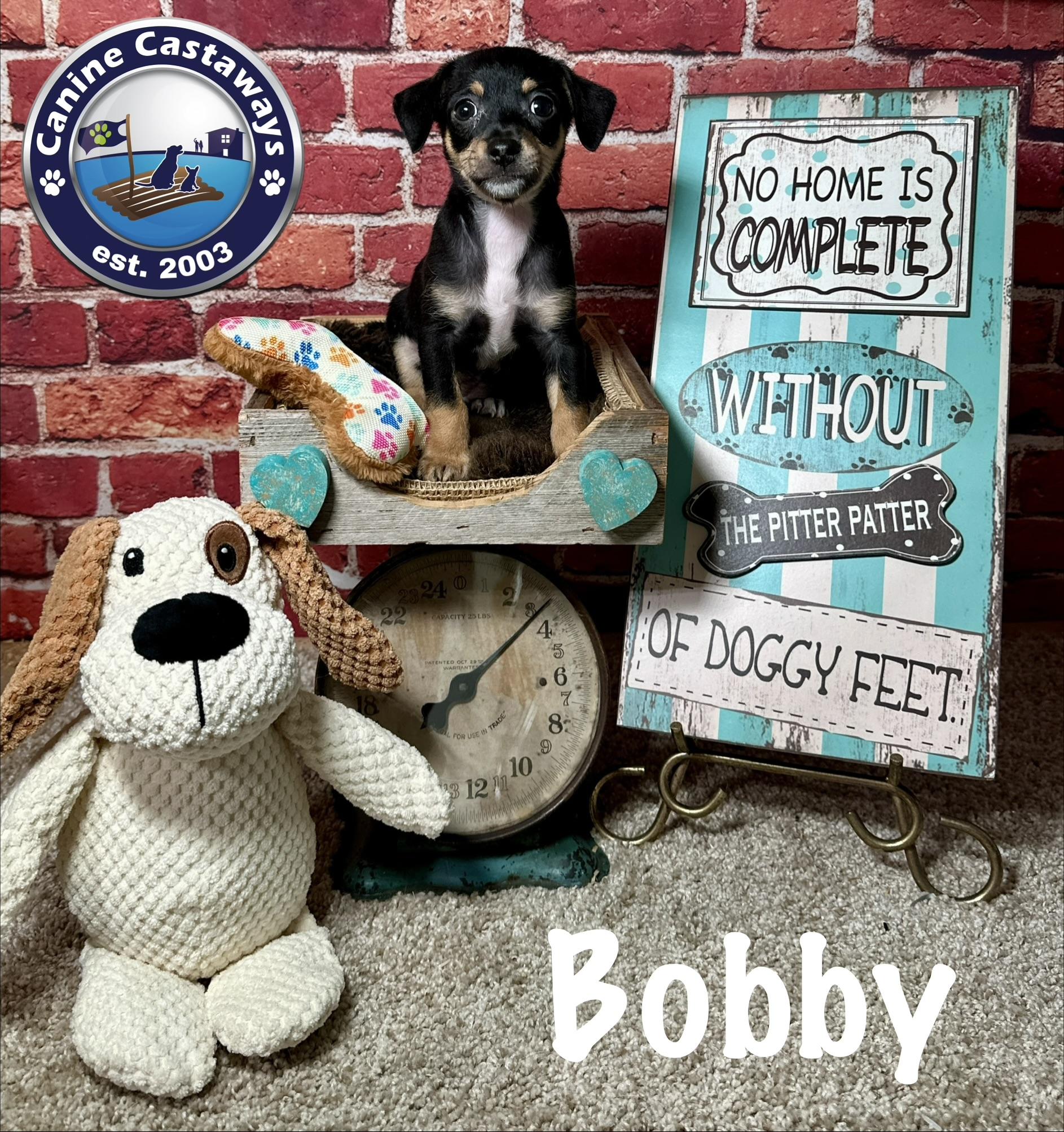 Bobby, a Adoptable mixed breed in Arcadia, FL image 1/5