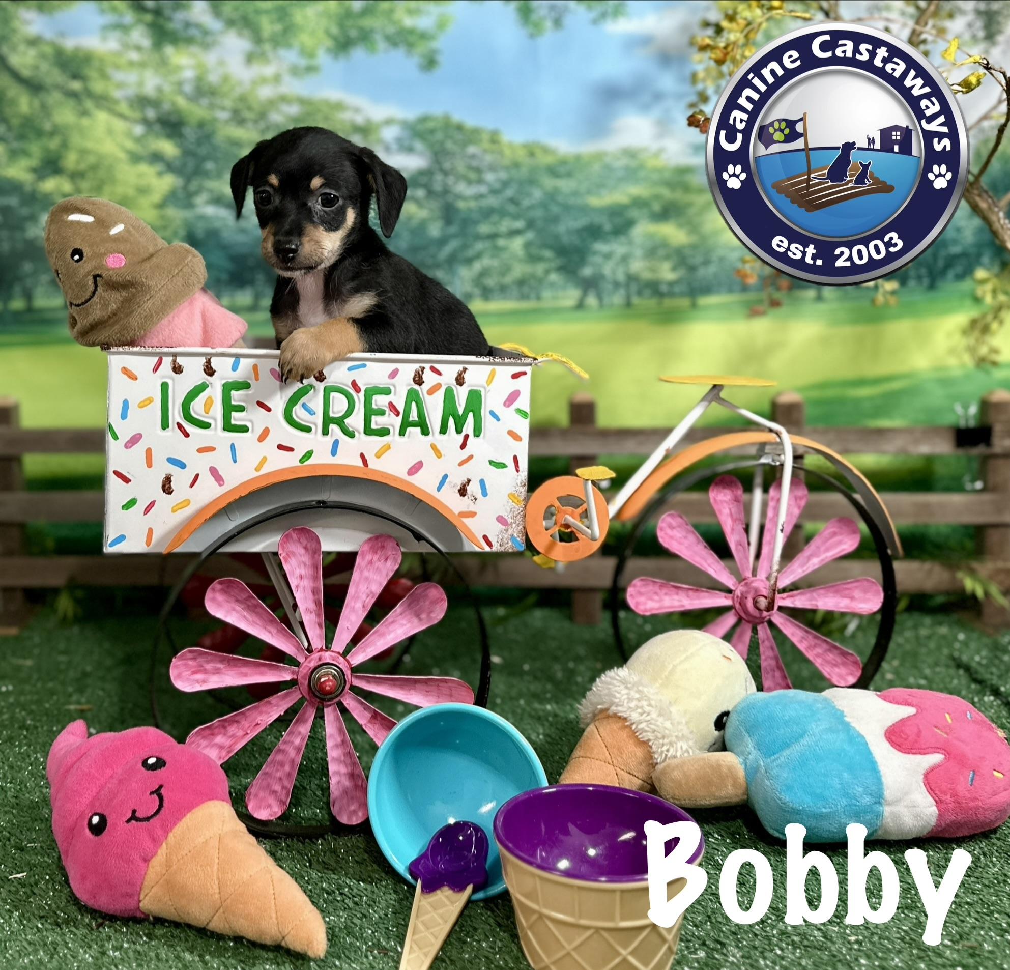 Bobby, a Adoptable mixed breed in Arcadia, FL image 4/5