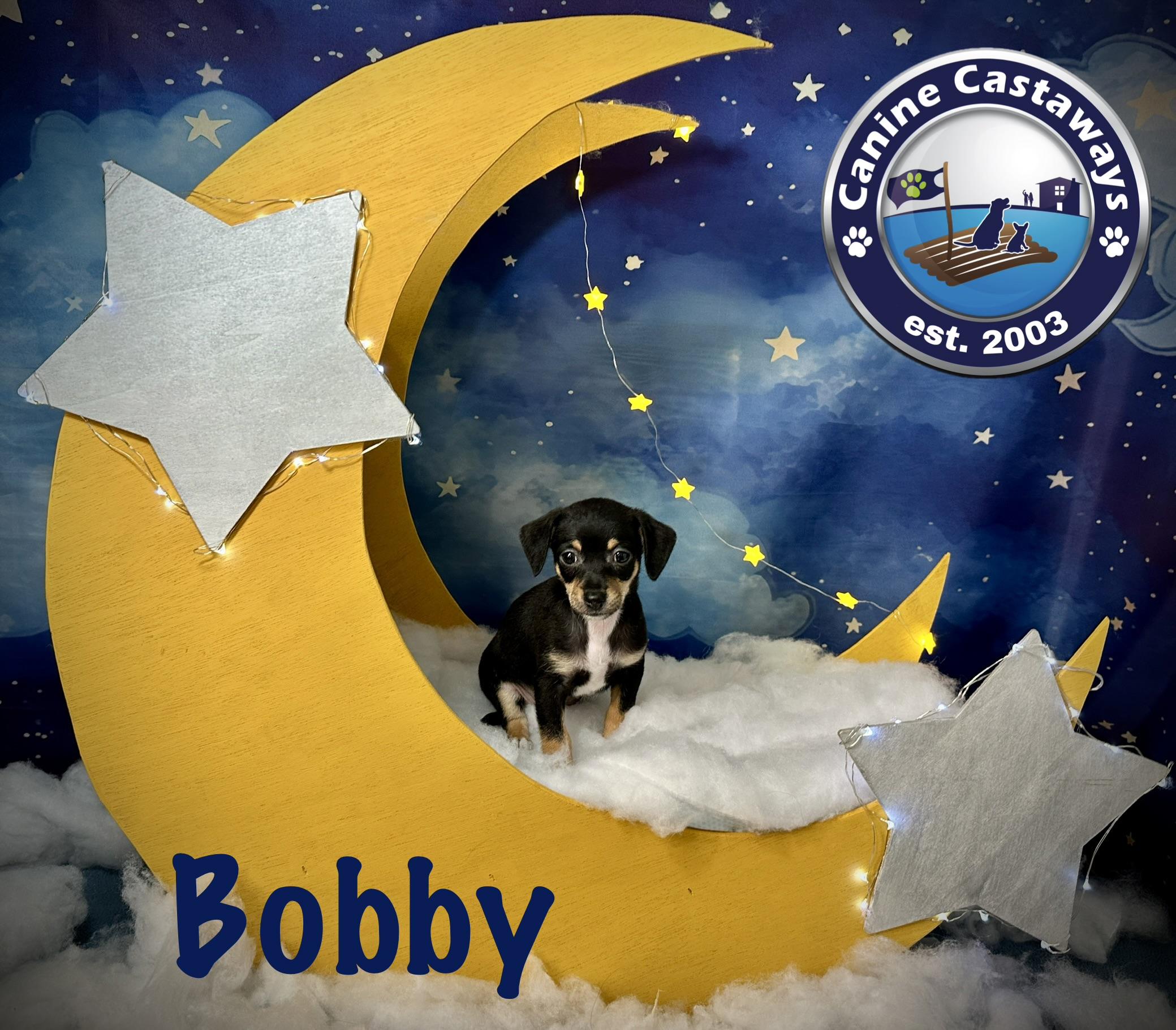 Bobby, a Adoptable mixed breed in Arcadia, FL image 5/5