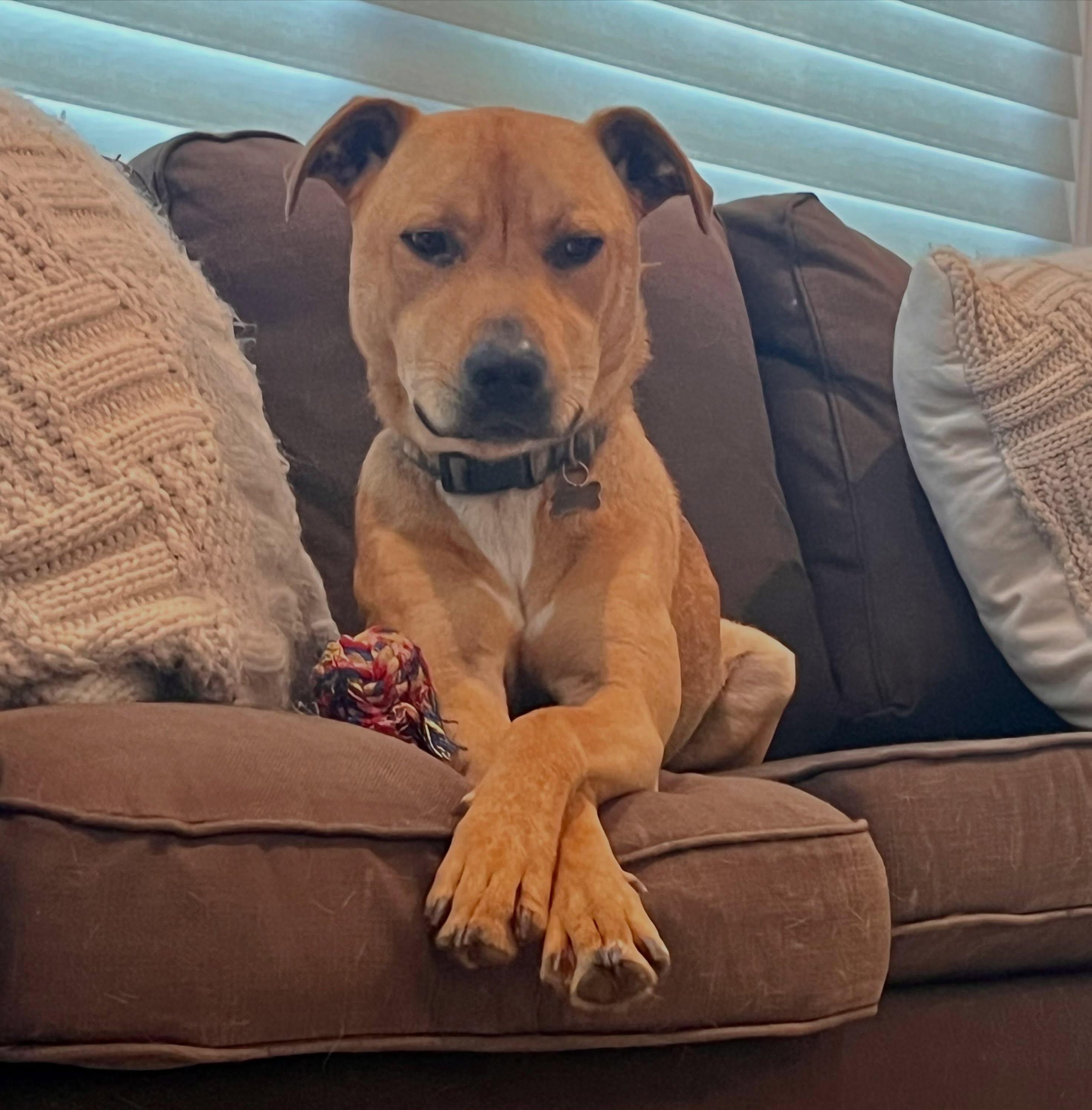 Enlarge Pickle, a Adoptable mixed breed in Raleigh, NC image 3/6