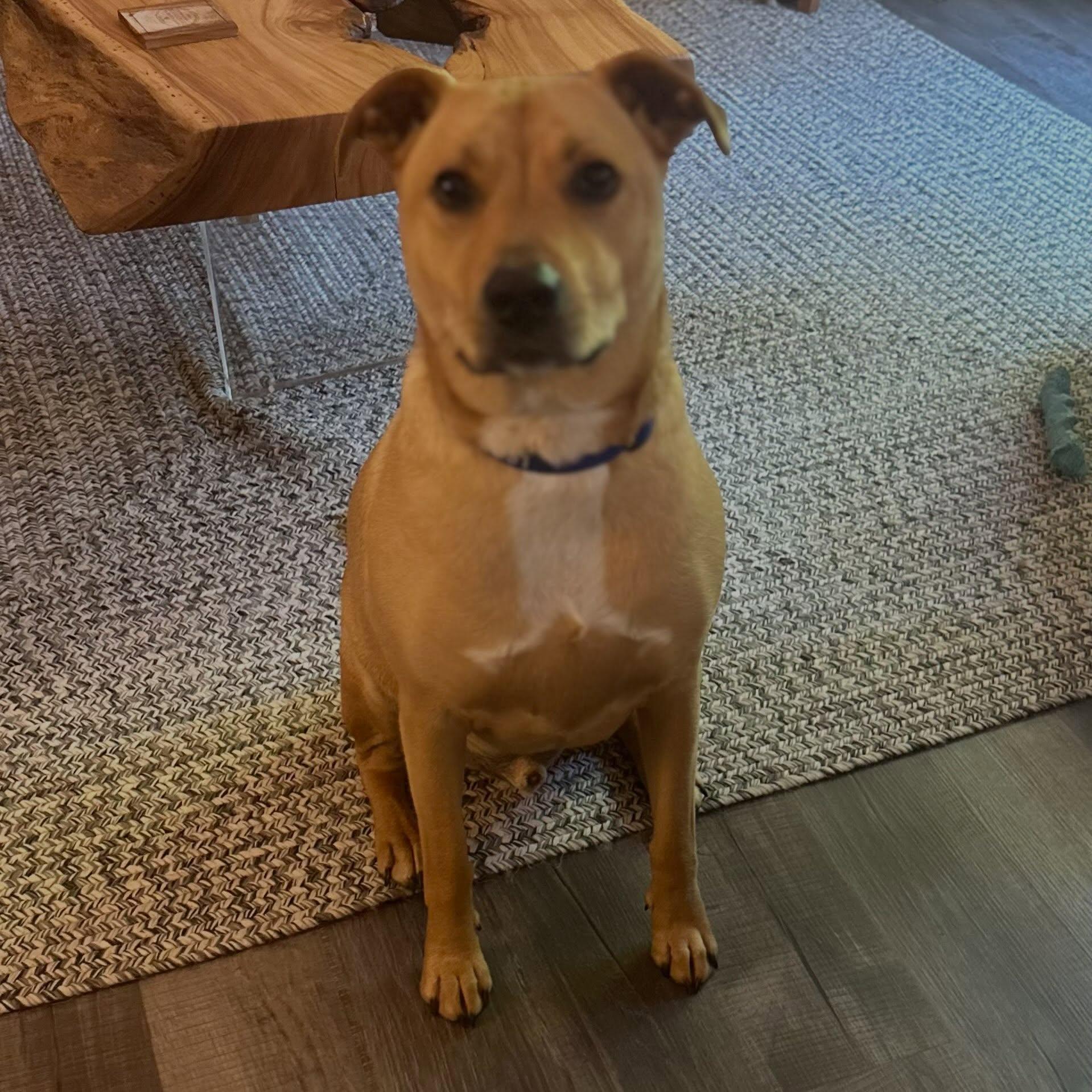 Pickle, ADOPTABLE, Adult Female Labrador Retriever.