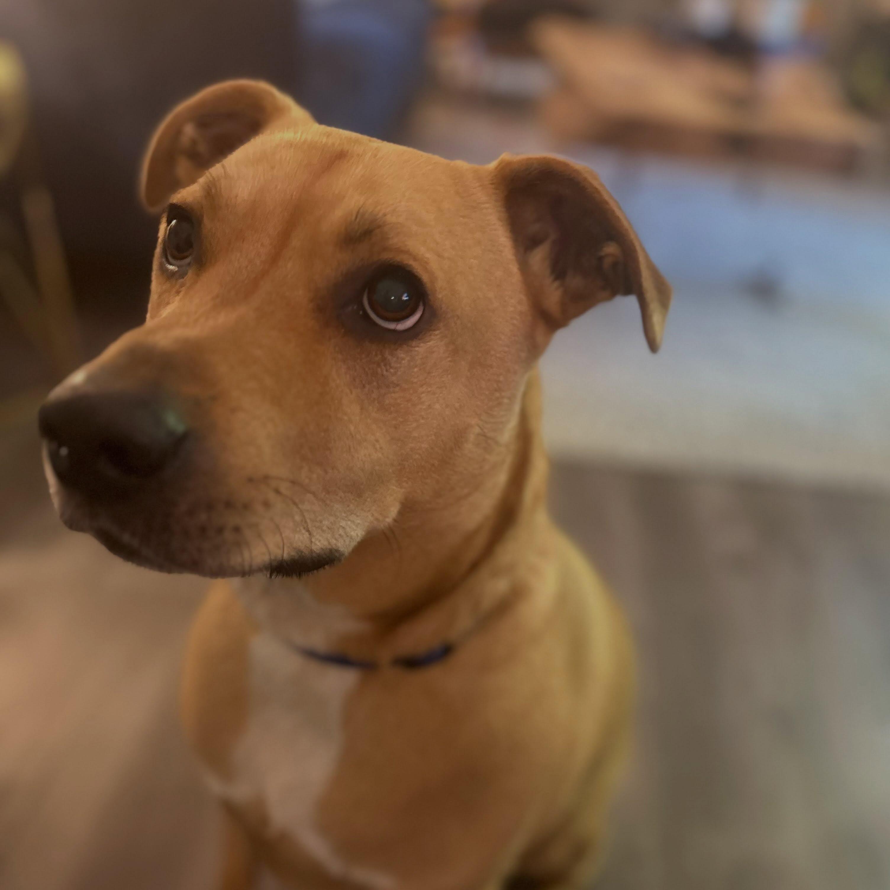 Pickle, a ADOPTABLE mixed breed in Raleigh, NC image 4/6