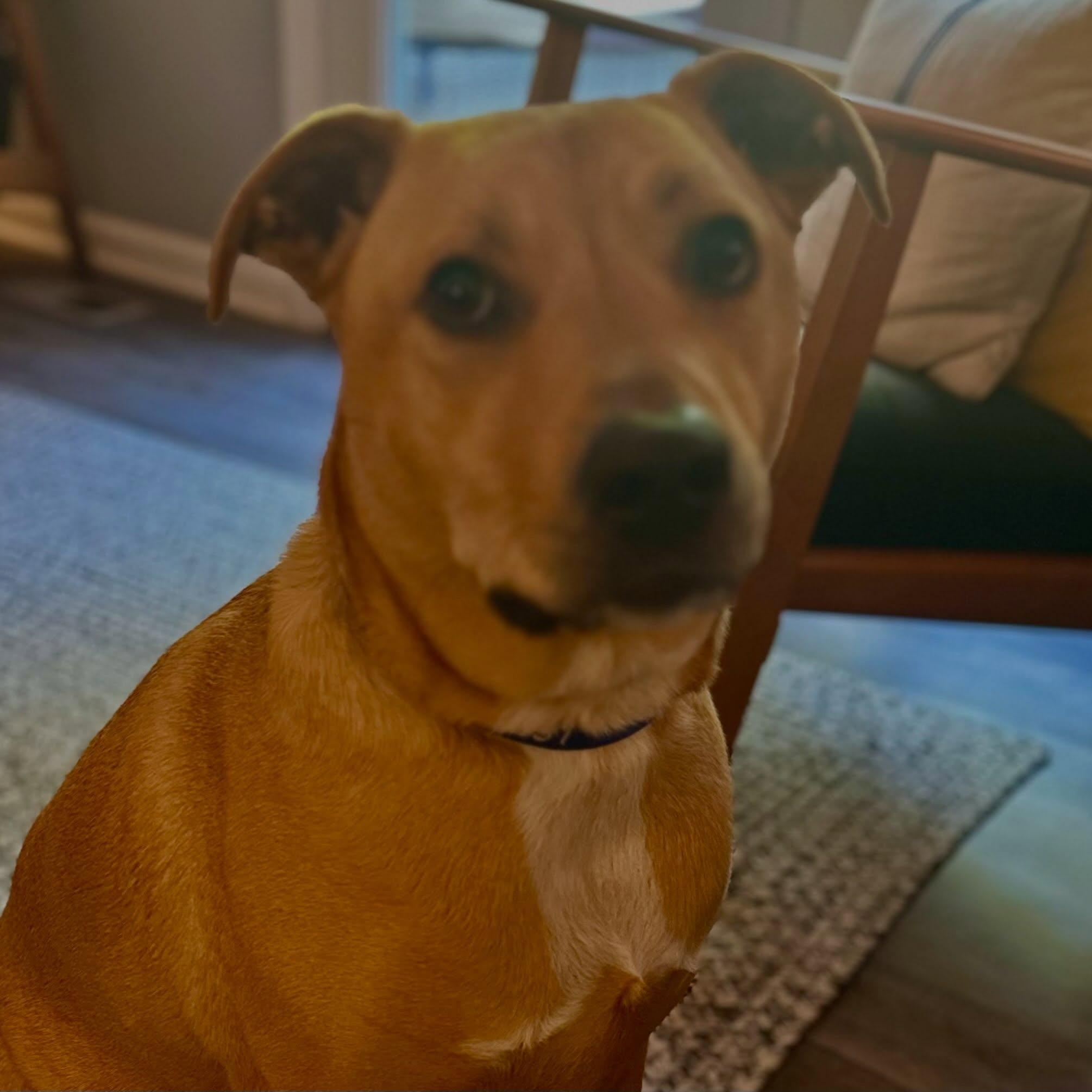 Pickle, a ADOPTABLE mixed breed in Raleigh, NC image 6/6