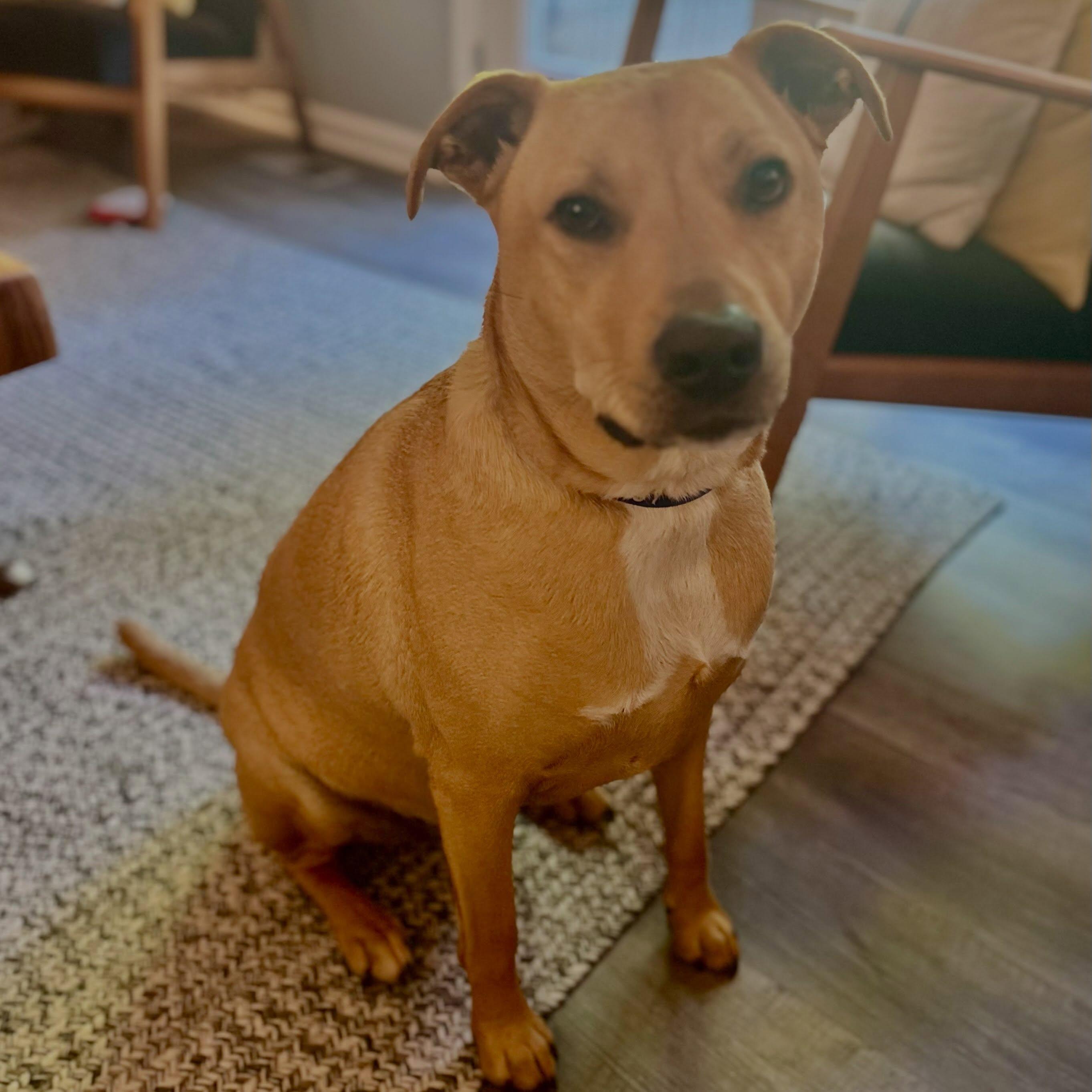 Pickle, a ADOPTABLE mixed breed in Raleigh, NC image 3/6