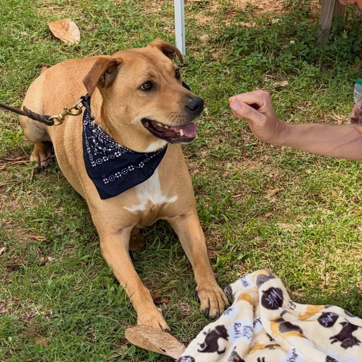 Pickle, Adoptable, Adult Female Labrador Retriever.
