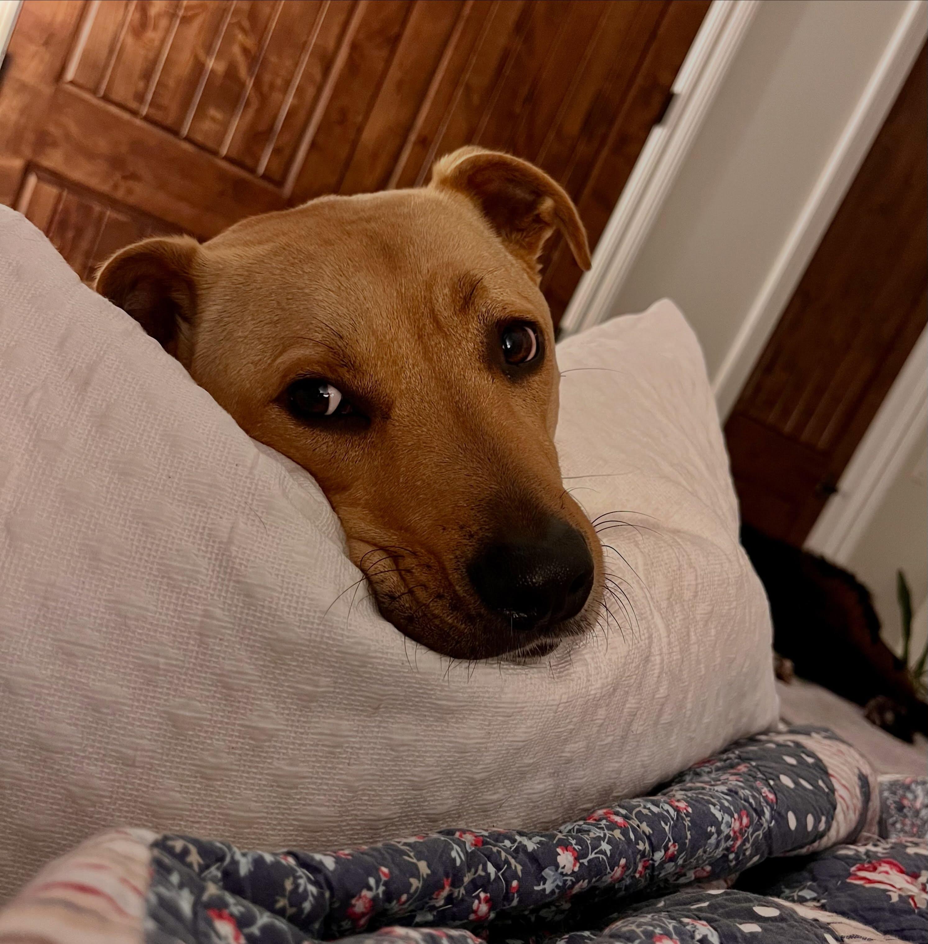 Enlarge Pickle, a Adoptable mixed breed in Raleigh, NC image 2/6