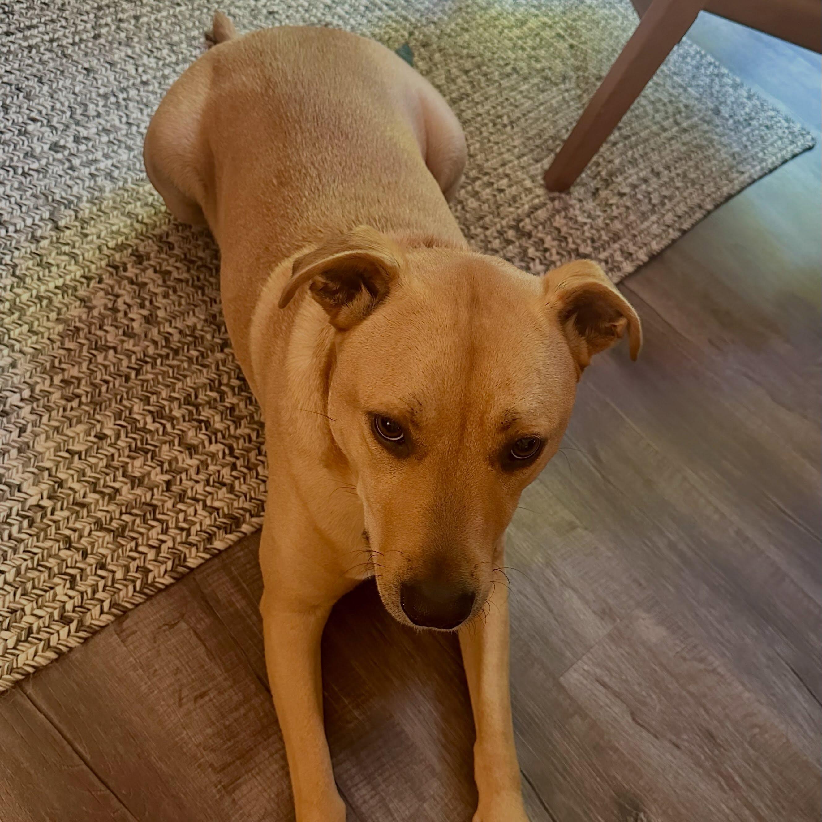 Pickle, a ADOPTABLE mixed breed in Raleigh, NC image 2/6