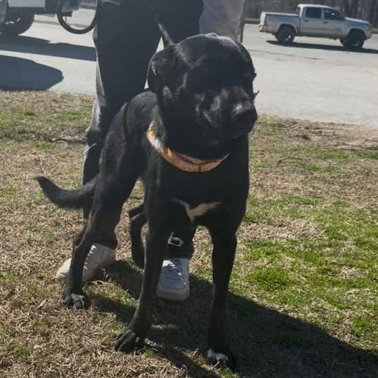 Queenie , a ADOPTABLE mixed breed in Marion, NC image 5/5