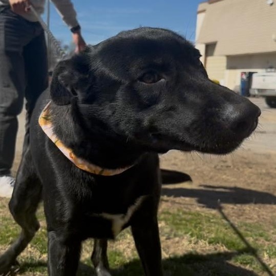 Queenie , a ADOPTABLE mixed breed in Marion, NC image 3/5