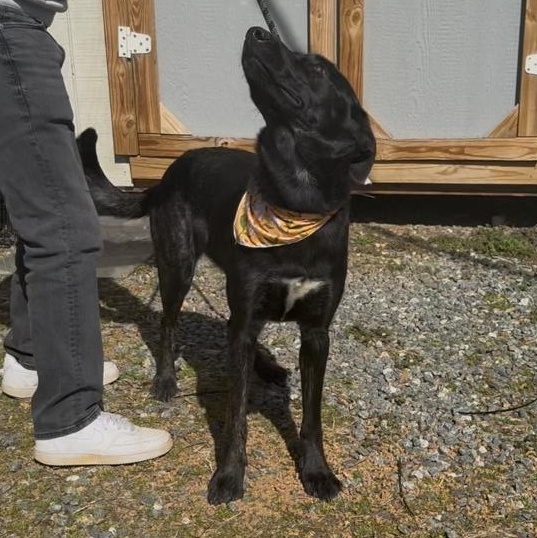 Queenie , ADOPTABLE, Young Female Dutch Shepherd.
