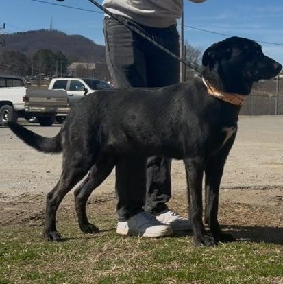 Queenie , a ADOPTABLE mixed breed in Marion, NC image 2/5