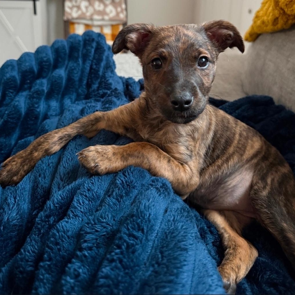 Honey, a ADOPTABLE mixed breed in Colonial Heights, VA image 1/3