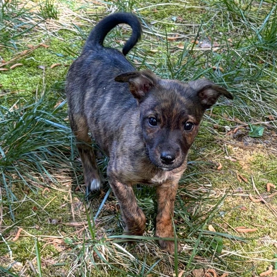 Honey, a ADOPTABLE mixed breed in Colonial Heights, VA image 3/3