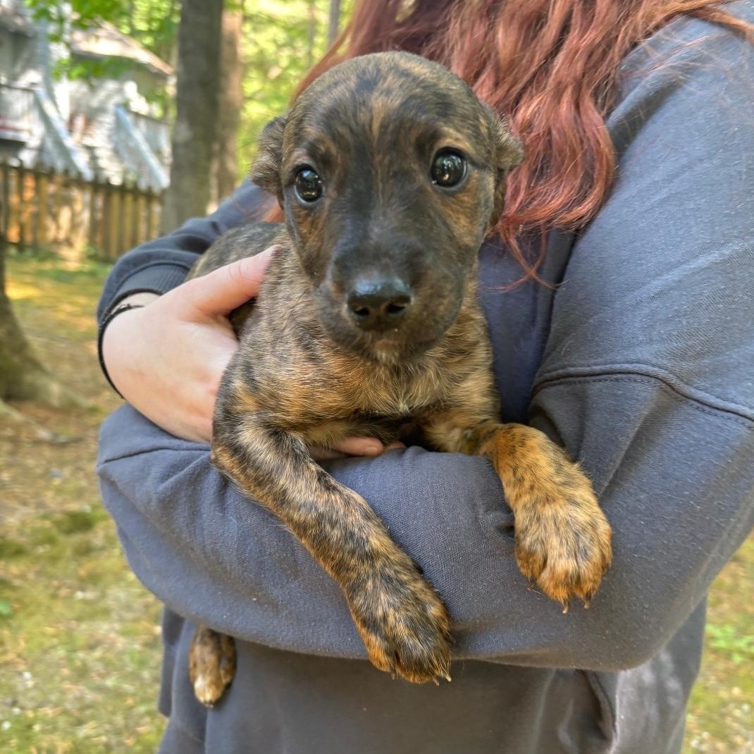 Honey, a ADOPTABLE mixed breed in Colonial Heights, VA image 2/3