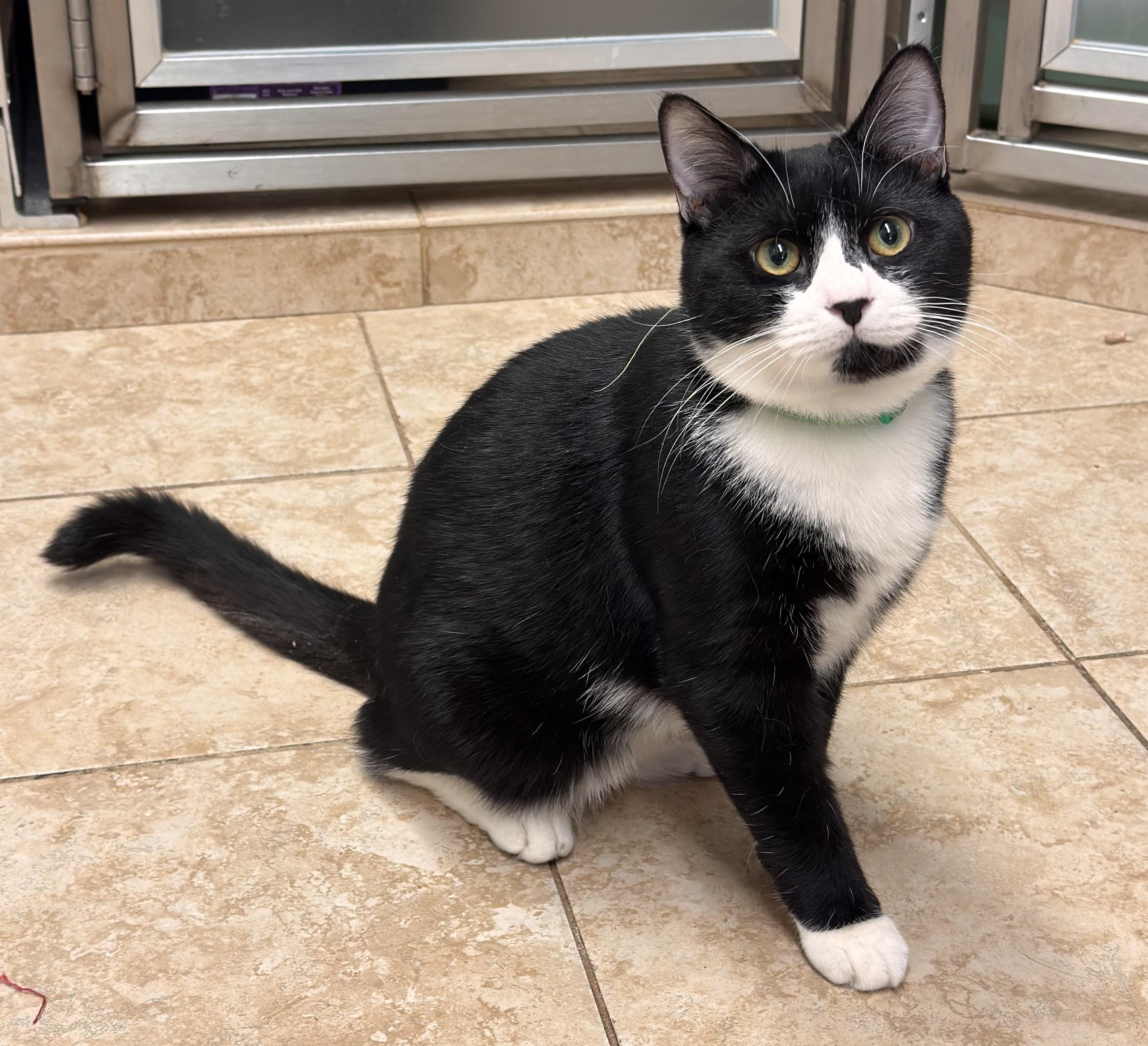 Mooska, Adoptable, Young Male Domestic Short Hair.