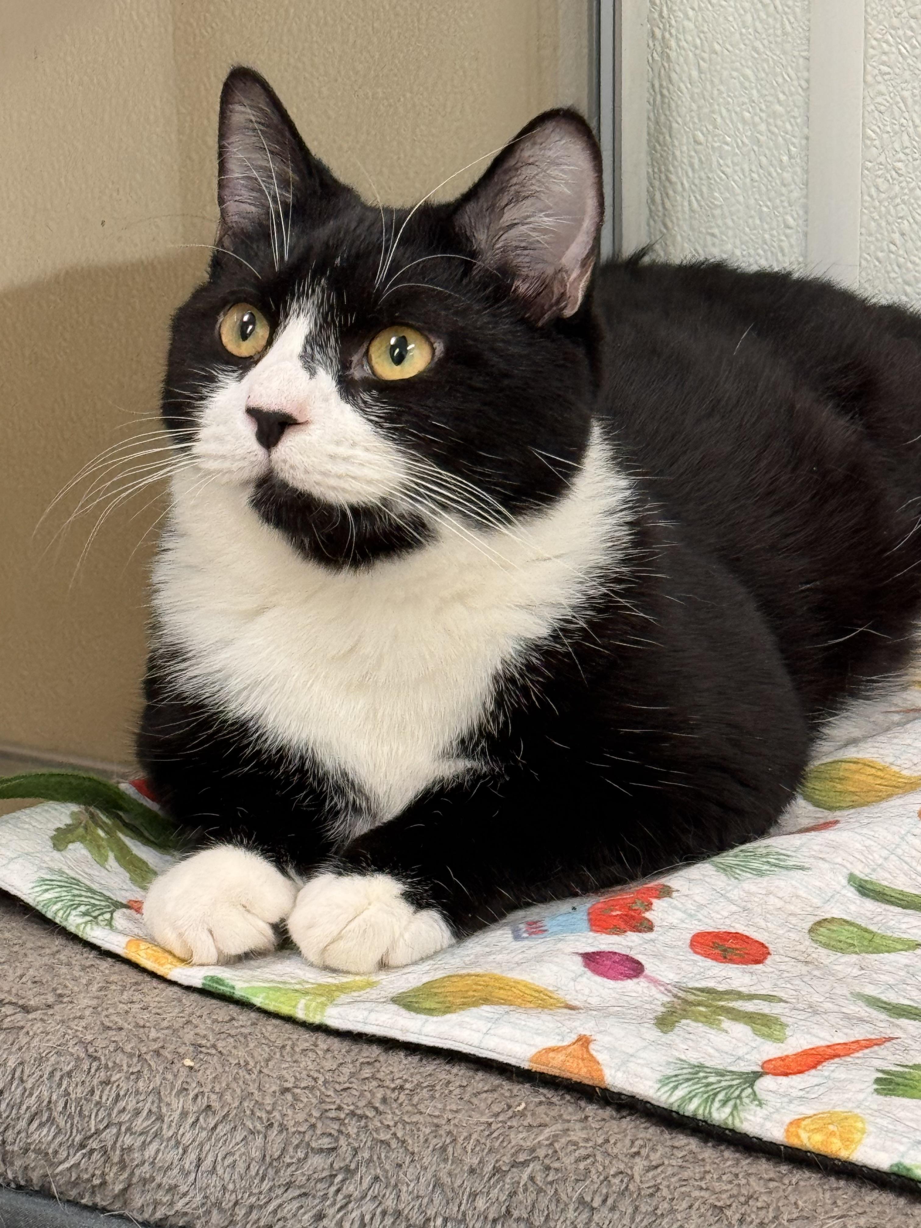 Enlarge Mooska, a Adoptable Domestic Short Hair in Kearneysville, WV image 5/6