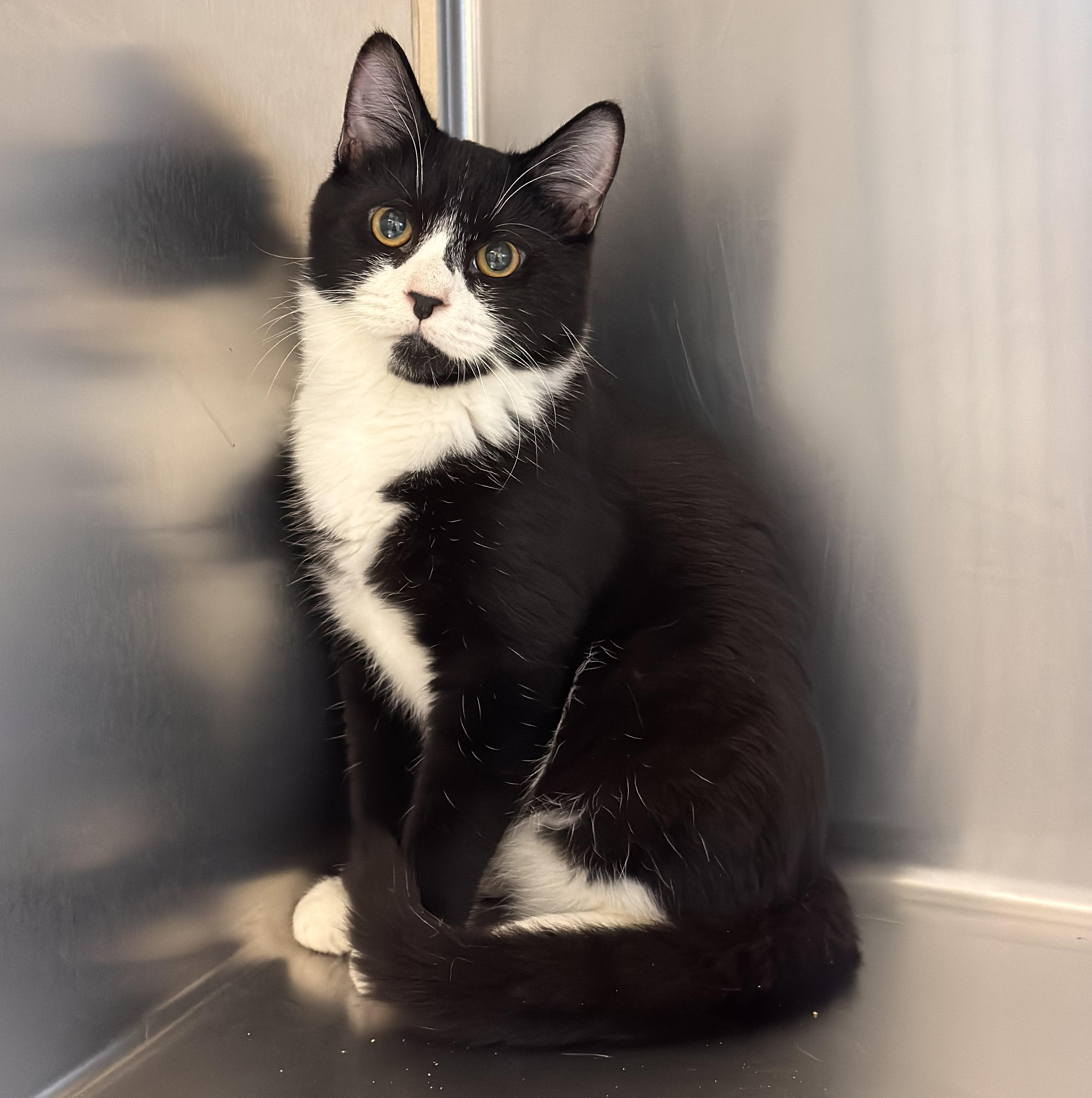 Enlarge Mooska, a Adoptable Domestic Short Hair image 1/1