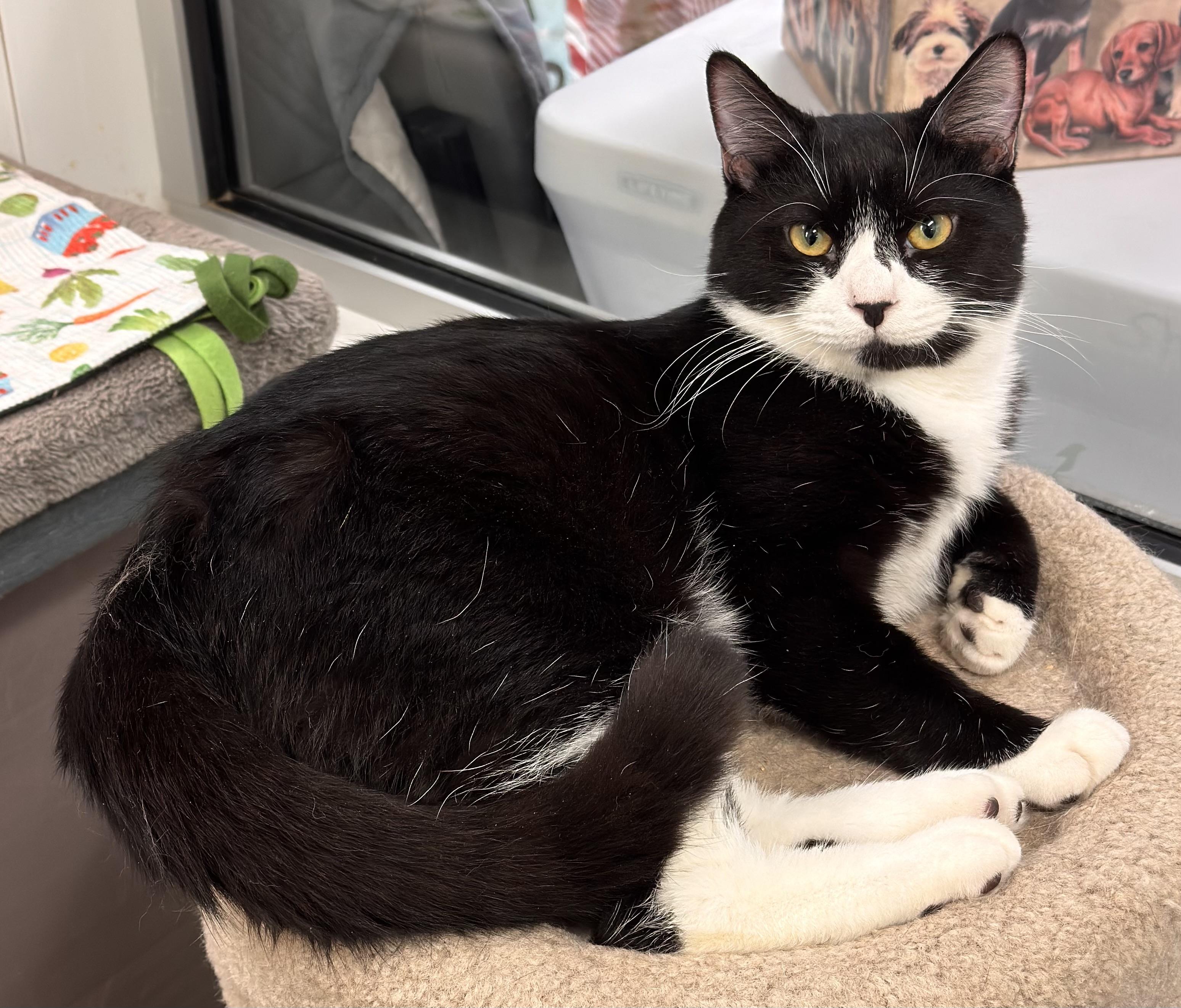 Enlarge Mooska, a Adoptable Domestic Short Hair in Kearneysville, WV image 4/6