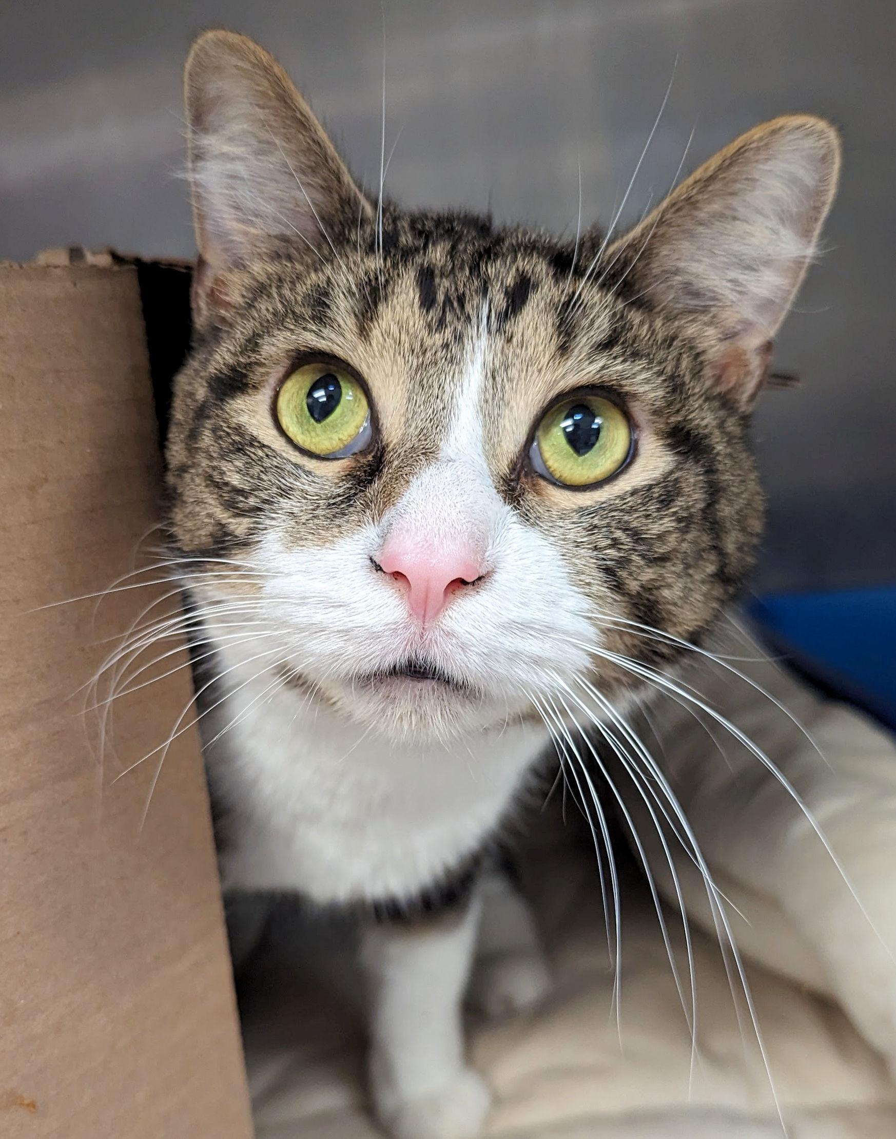 Kringle, Adult Male Domestic Short Hair