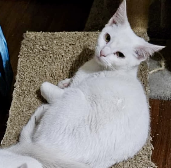 Snow White, a Adoptable Domestic Short Hair in Myrtle Beach, SC image 1/4
