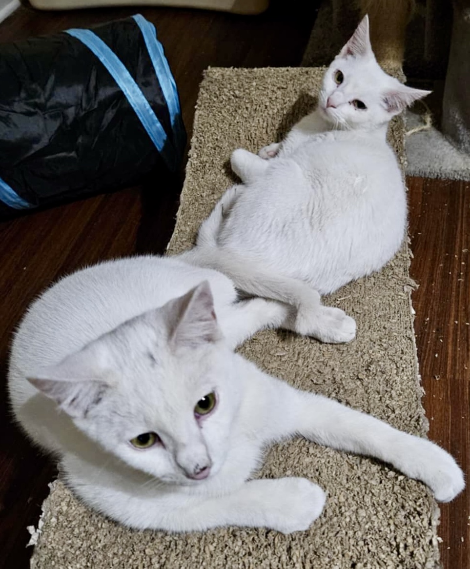 Snow White, a Adoptable Domestic Short Hair in Myrtle Beach, SC image 2/4