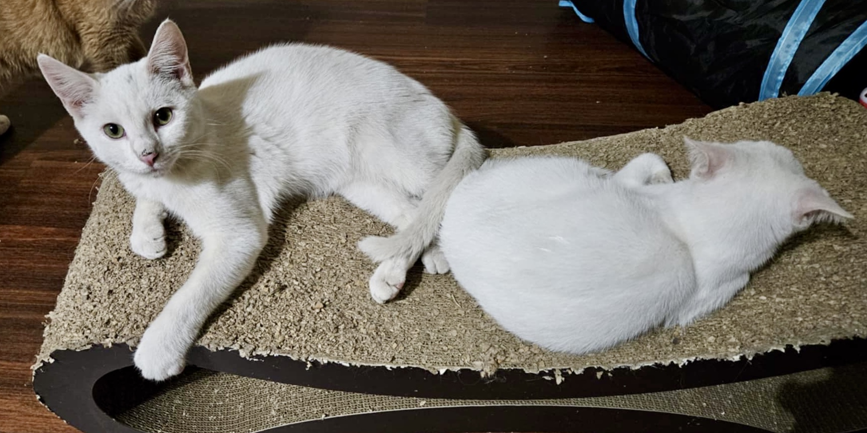 Snow White, a Adoptable Domestic Short Hair in Myrtle Beach, SC image 3/4