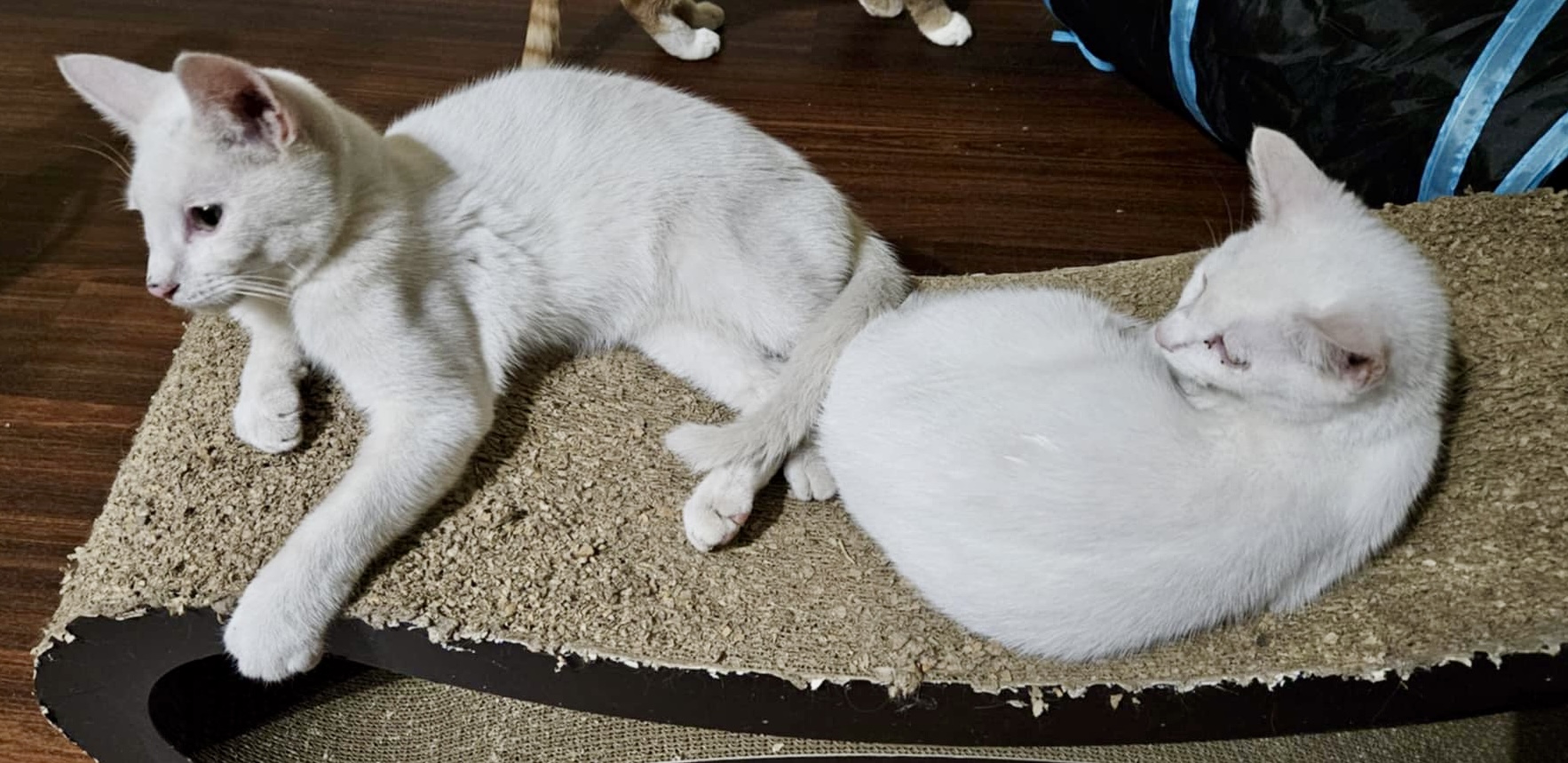 Snow White, a Adoptable Domestic Short Hair in Myrtle Beach, SC image 4/4