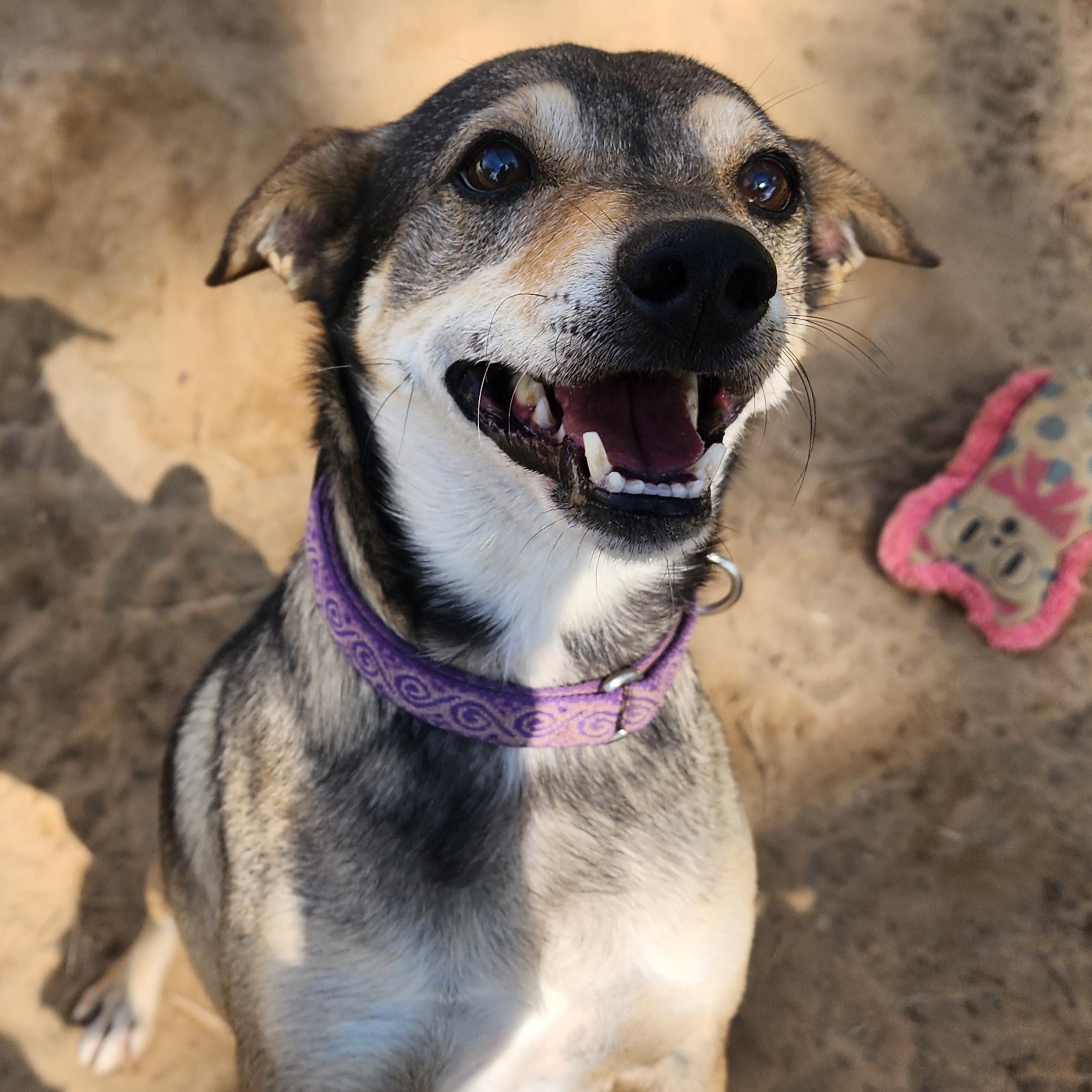 Enlarge Bo, a Adoptable mixed breed in Benson, NC image 4/6