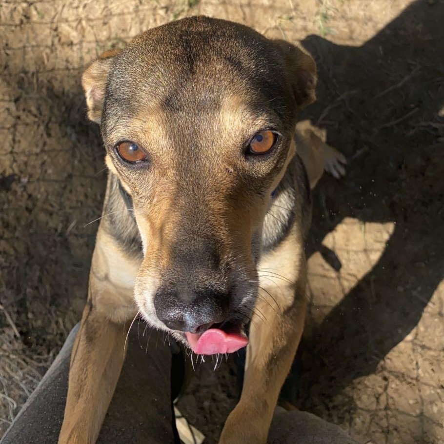 Bo, Adoptable, Adult Male Mountain Cur.