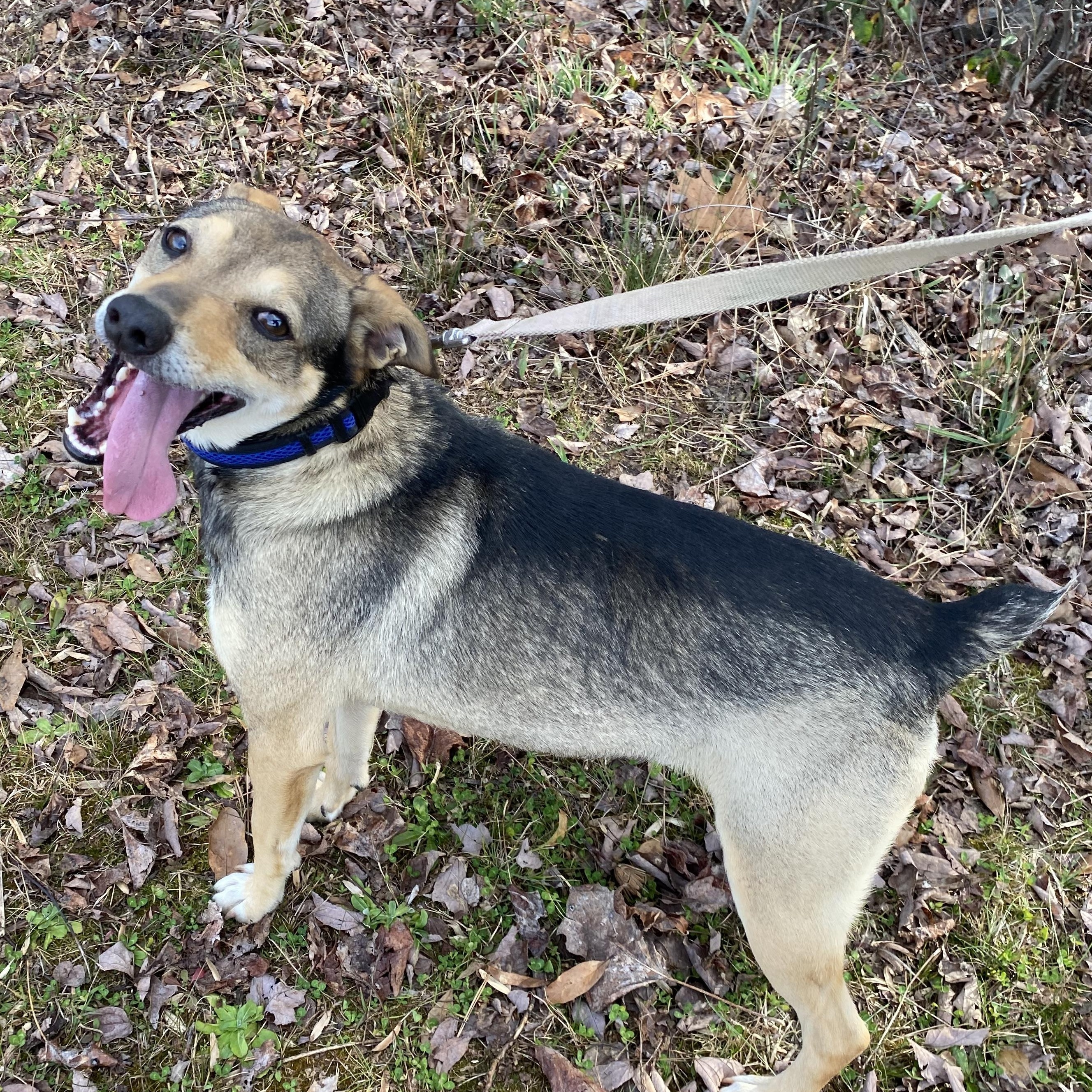 Enlarge Bo, a Adoptable mixed breed in Benson, NC image 2/6