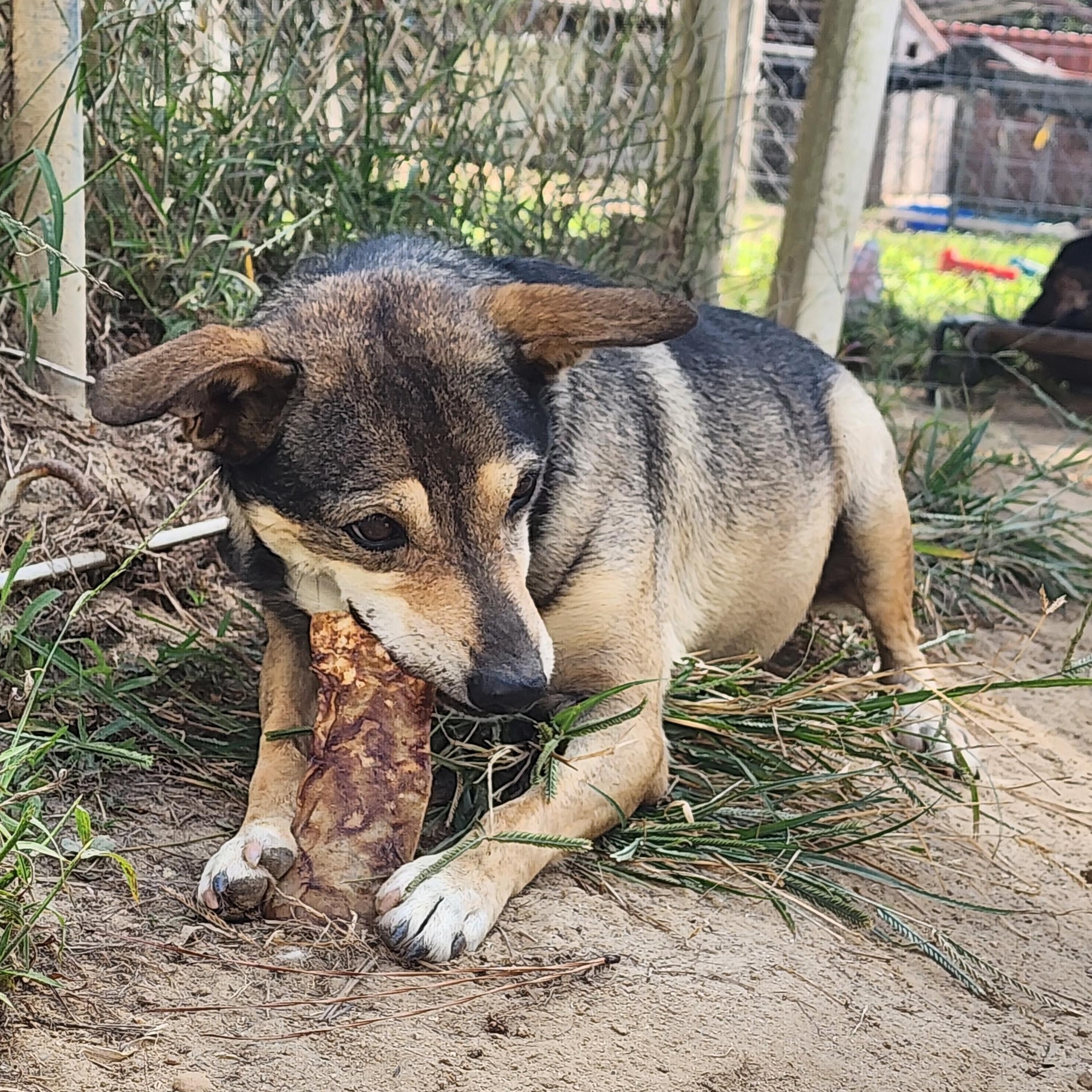 Enlarge Bo, a Adoptable mixed breed in Benson, NC image 3/6