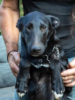 Enlarge Edward, a Adoptable mixed breed in Canterbury, CT image 1/6