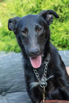 Enlarge Edward, a Adoptable mixed breed in Canterbury, CT image 3/6