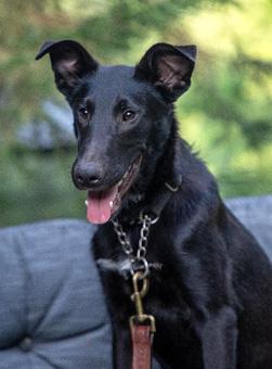 Enlarge Edward, a Adoptable mixed breed in Canterbury, CT image 5/6