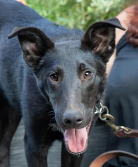 Enlarge Edward, a Adoptable mixed breed in Canterbury, CT image 6/6