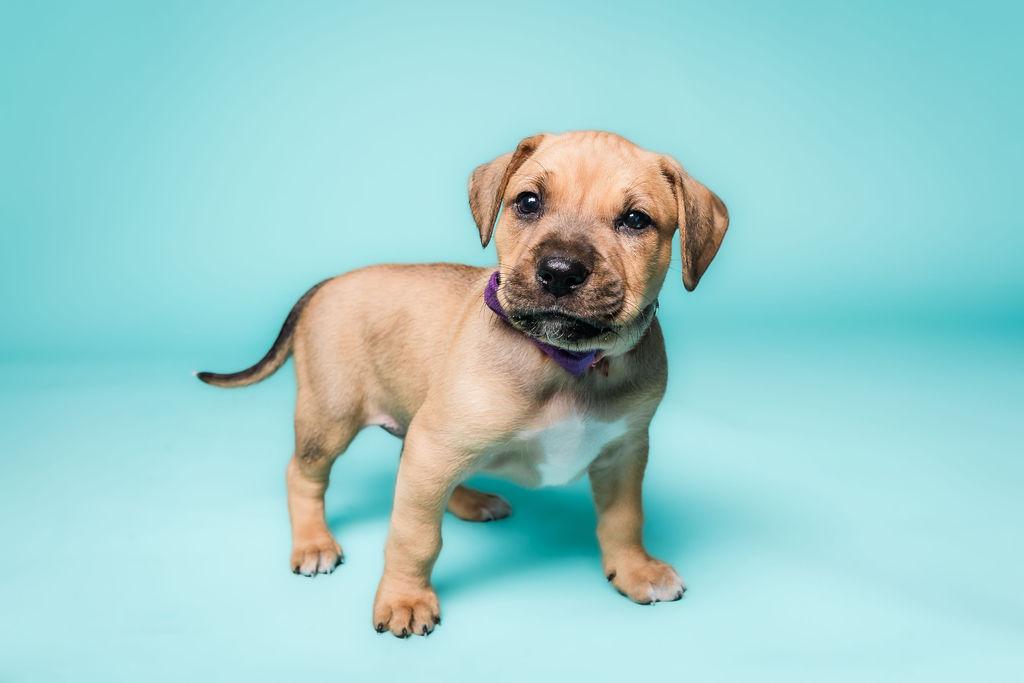 Enlarge Lilith, a Adoptable mixed breed in Columbia, MO image 1/5