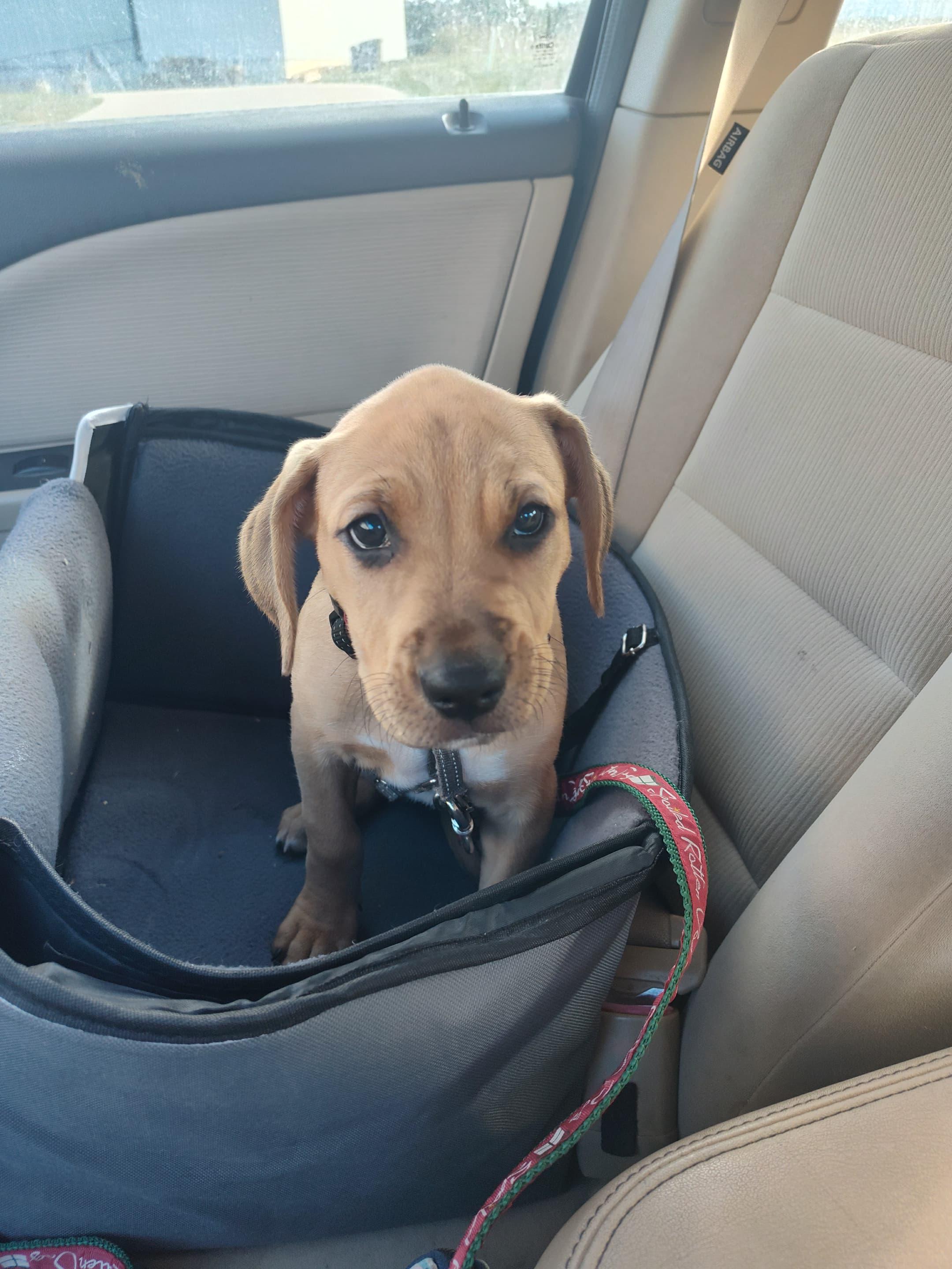 Enlarge Lilith, a Adoptable mixed breed in Columbia, MO image 2/5