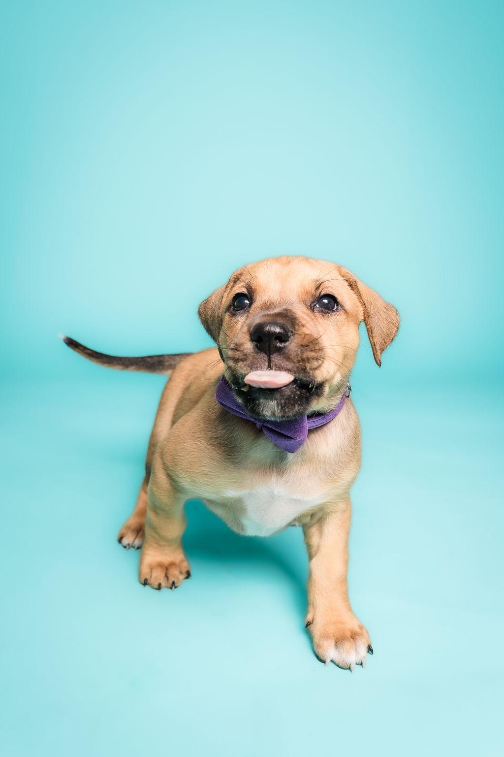 Enlarge Lilith, a Adoptable mixed breed in Columbia, MO image 3/5