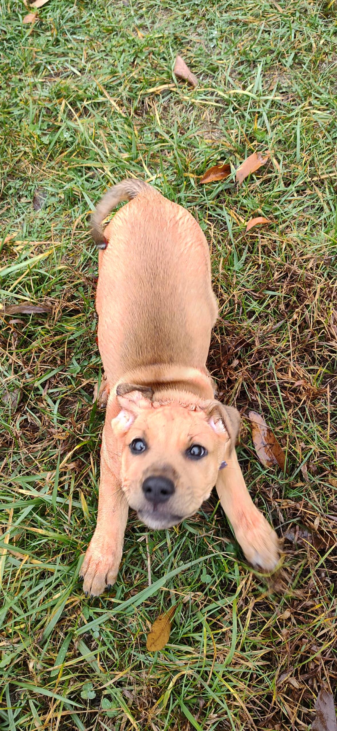 Enlarge Lilith, a Adoptable mixed breed in Columbia, MO image 4/5